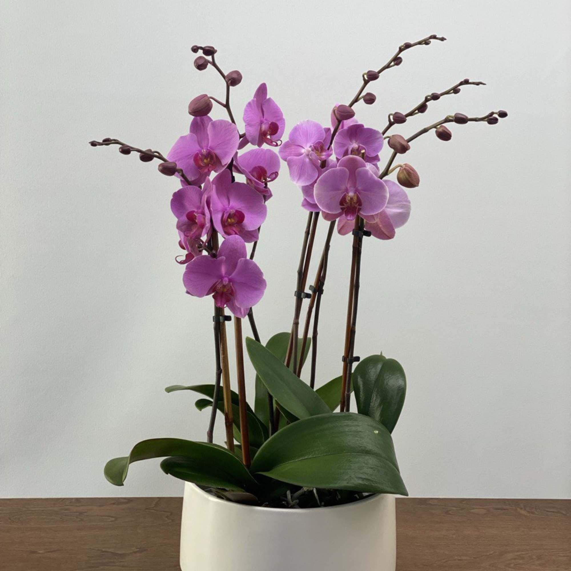 This elegant Orchid arrangement includes three double- stem plants( 6 stems totally)