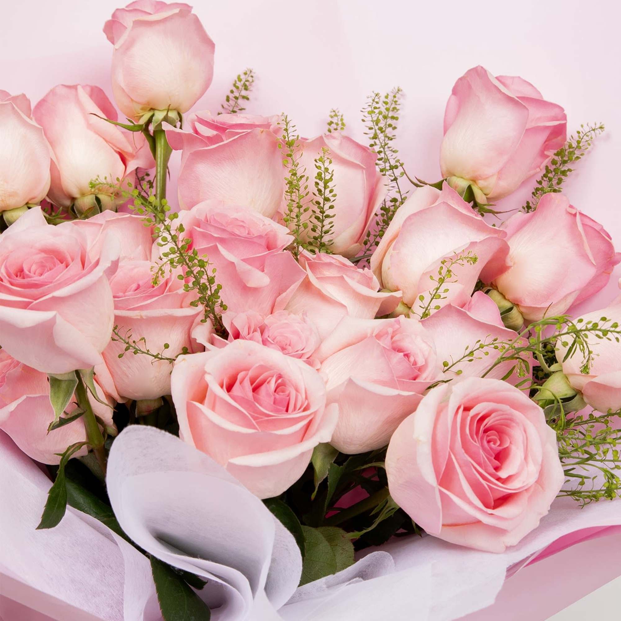 A classic bouquet of two dozen premium roses, softy wrapped for a