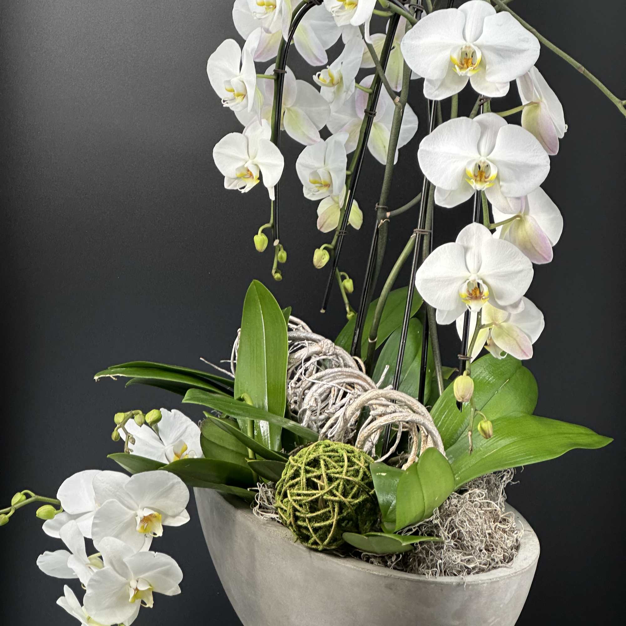 An exquisite display of cascading white   premium orchids ,sculpted into