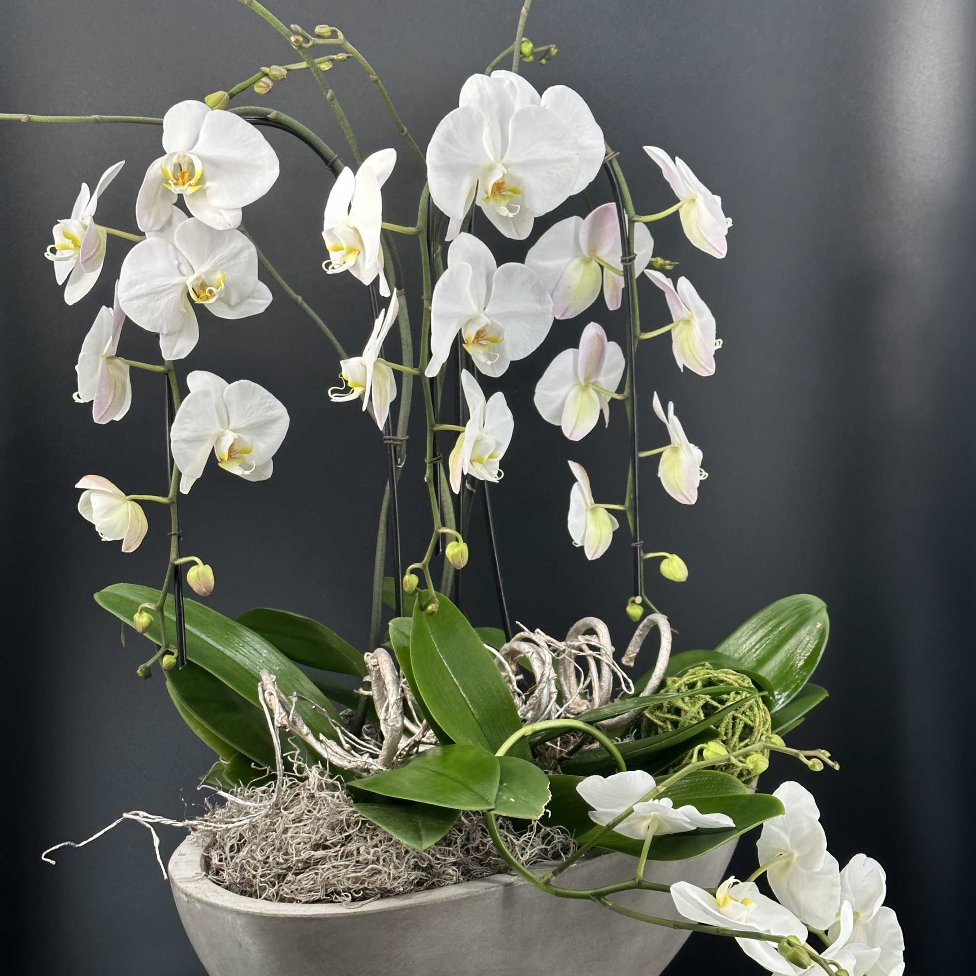 An exquisite display of cascading white   premium orchids ,sculpted into