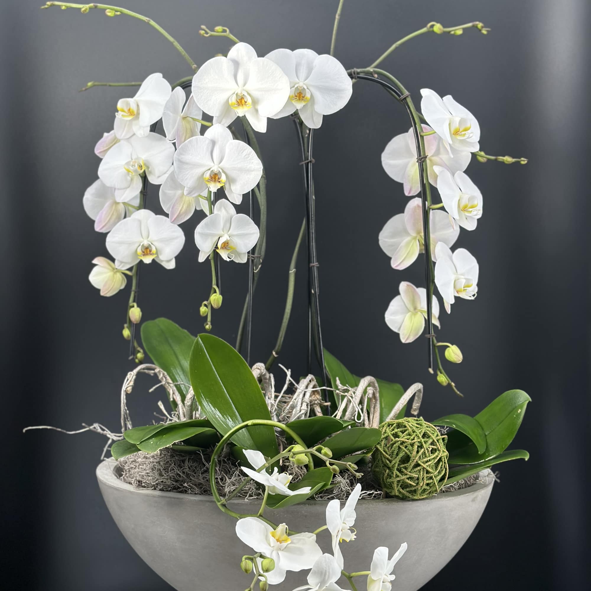 An exquisite display of cascading white   premium orchids ,sculpted into
