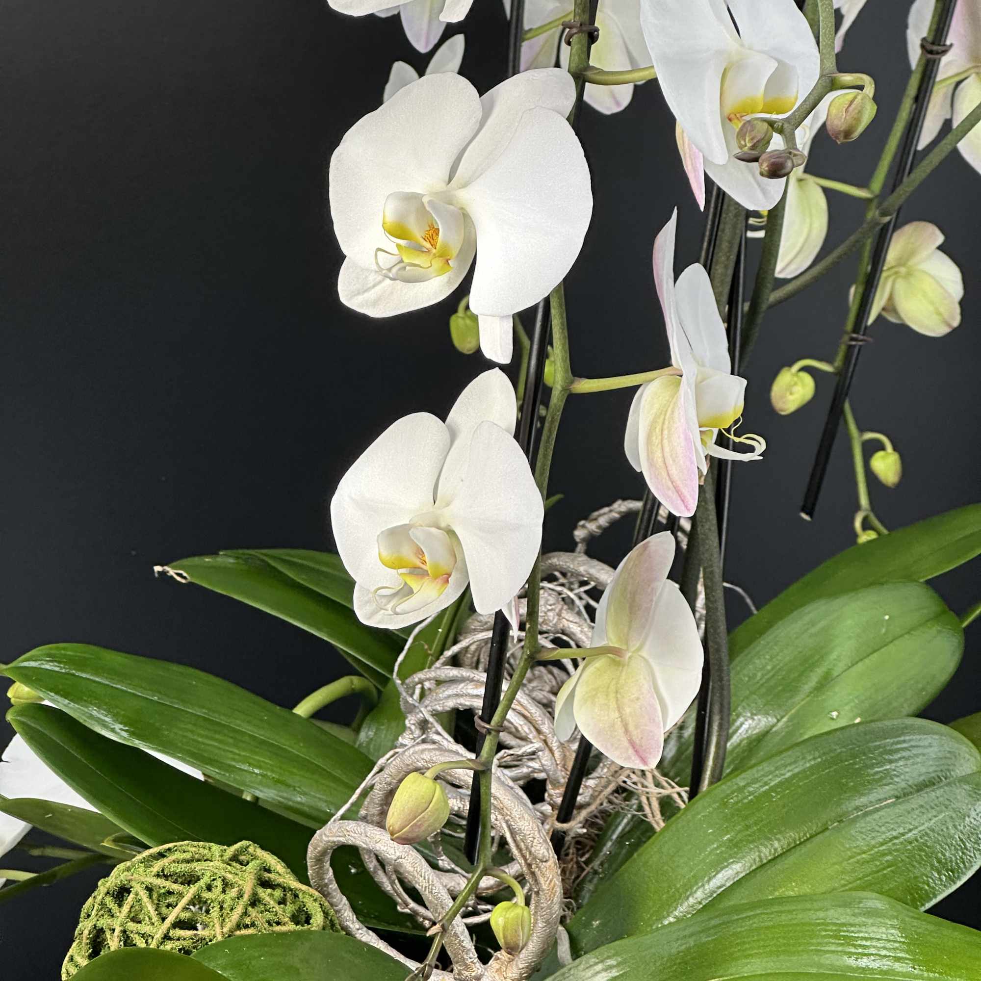 An exquisite display of cascading white   premium orchids ,sculpted into