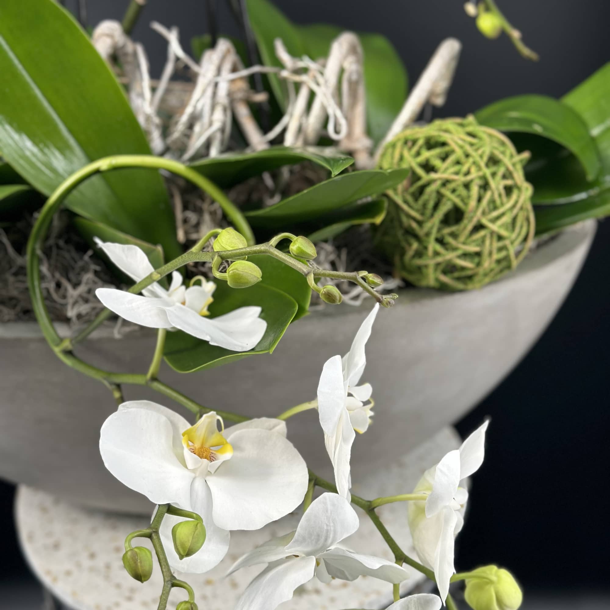 An exquisite display of cascading white   premium orchids ,sculpted into