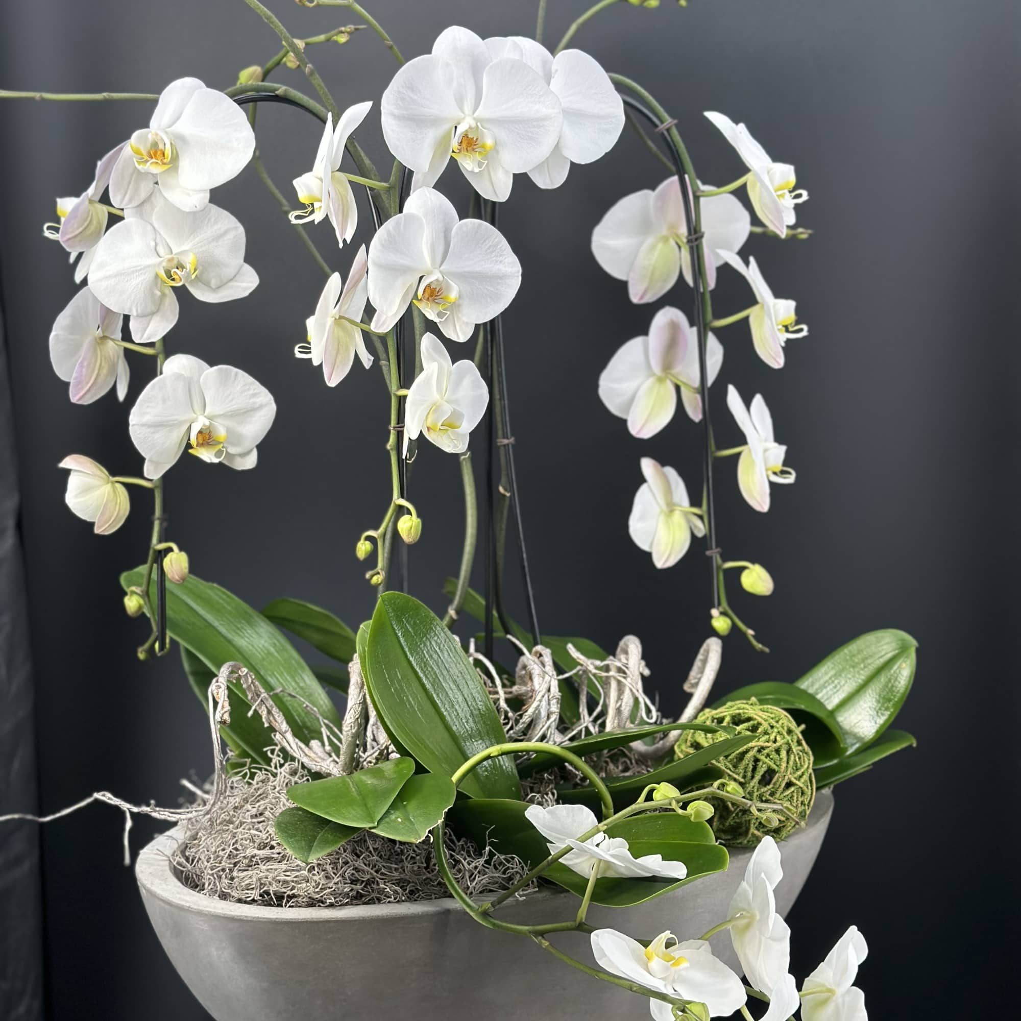 An exquisite display of cascading white   premium orchids ,sculpted into