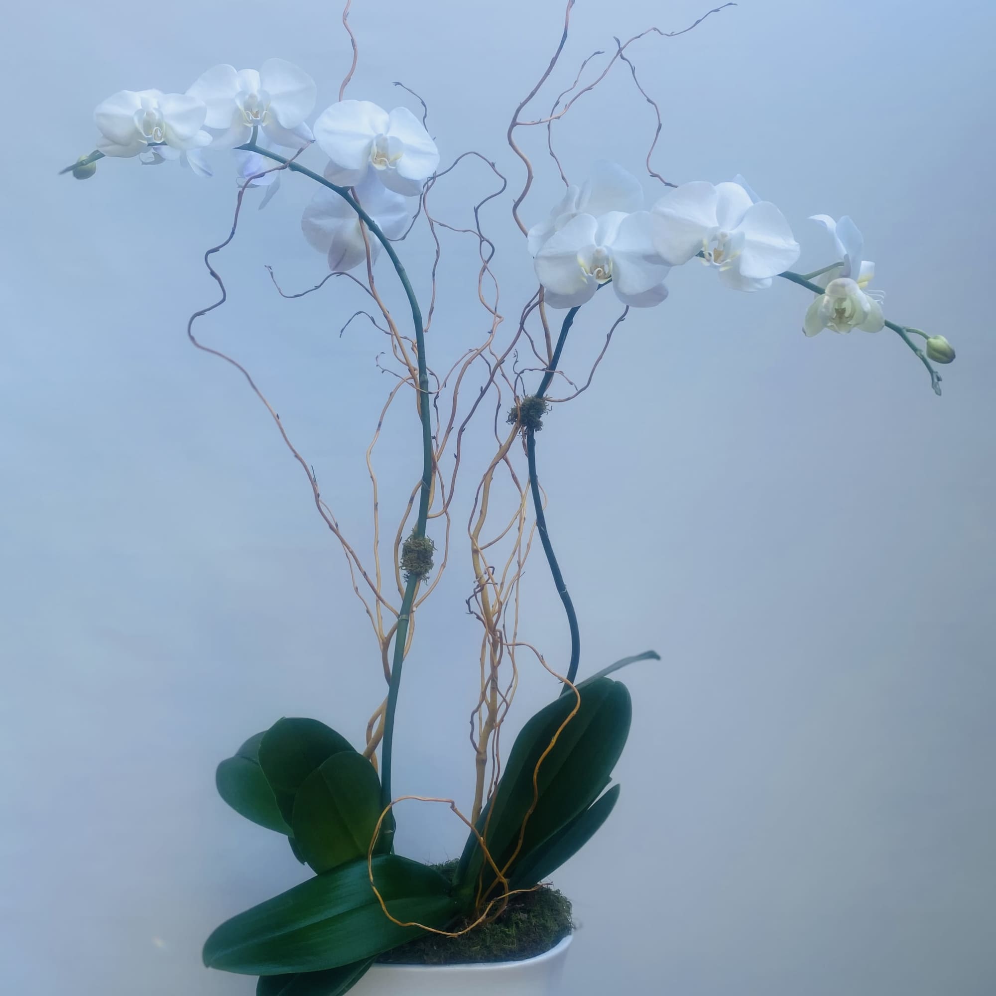 Timeless Elegance for Any Setting
Introducing the "All Occasion Orchid," a sophisticated arrangement