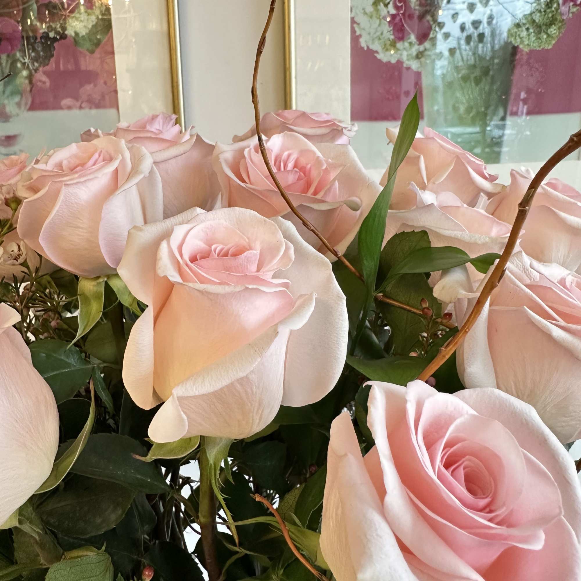 PINK BRIDE, one of the most incredible roses in the world, is