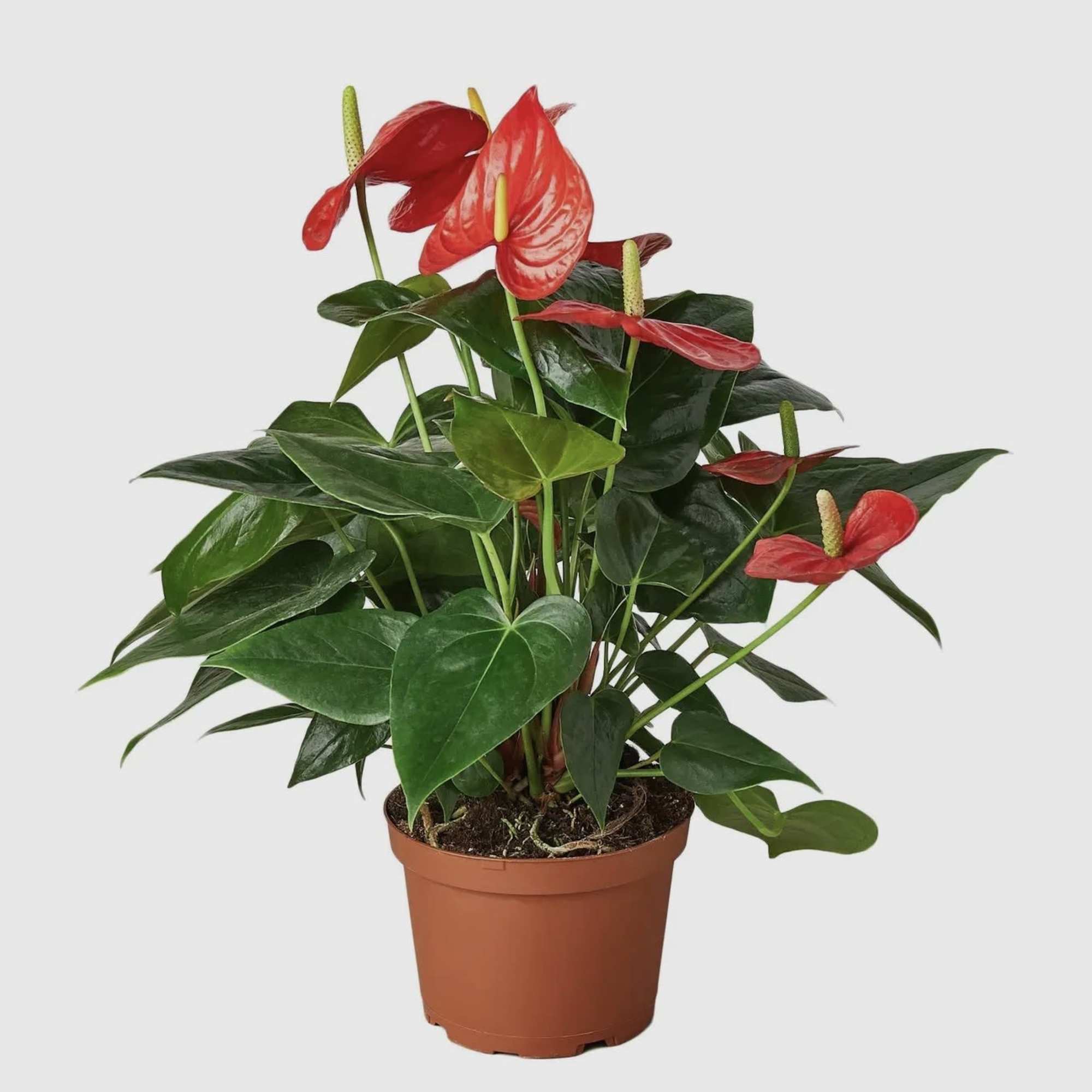 Elegant and timeless, the Anthurium is known for its striking glossy leaves