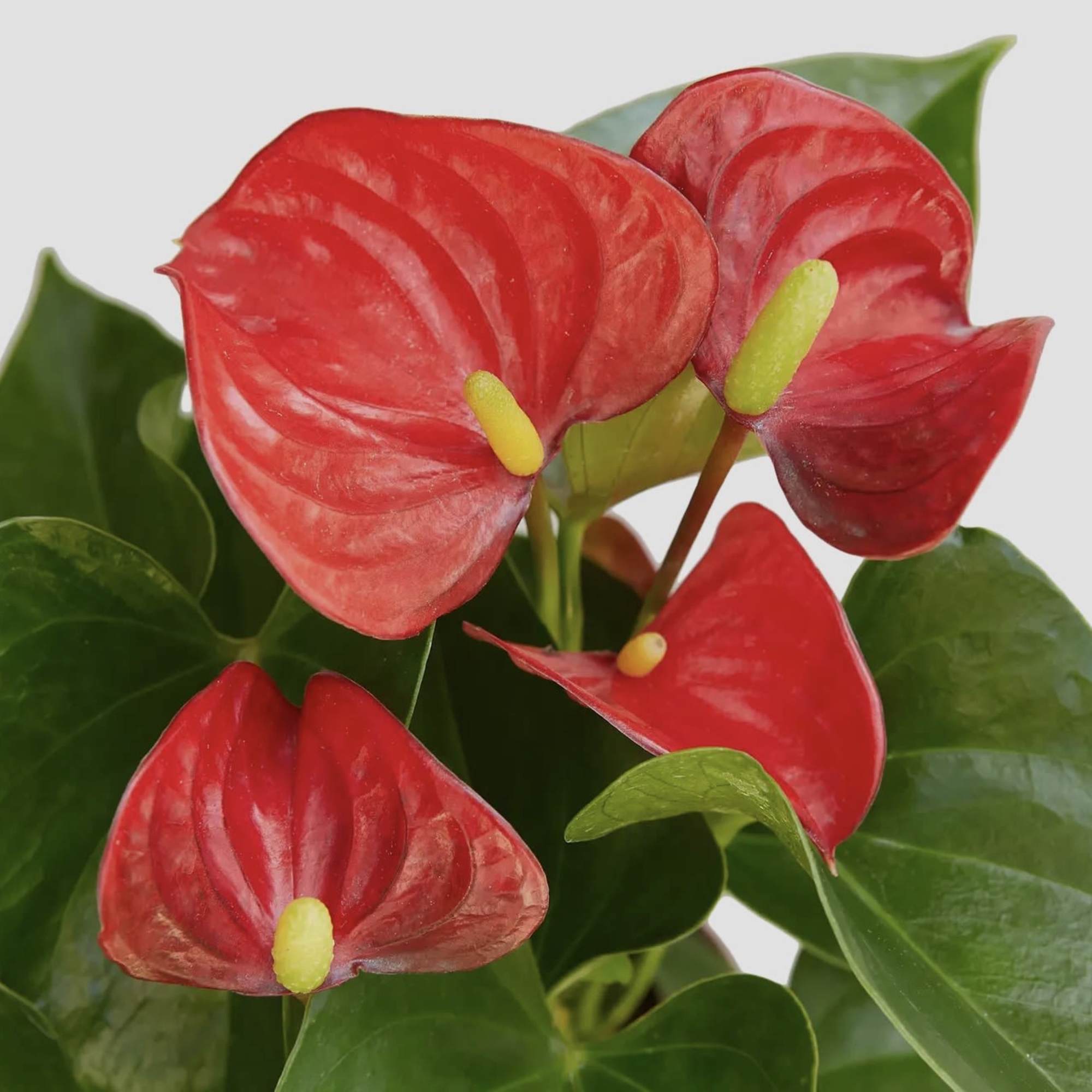 Elegant and timeless, the Anthurium is known for its striking glossy leaves