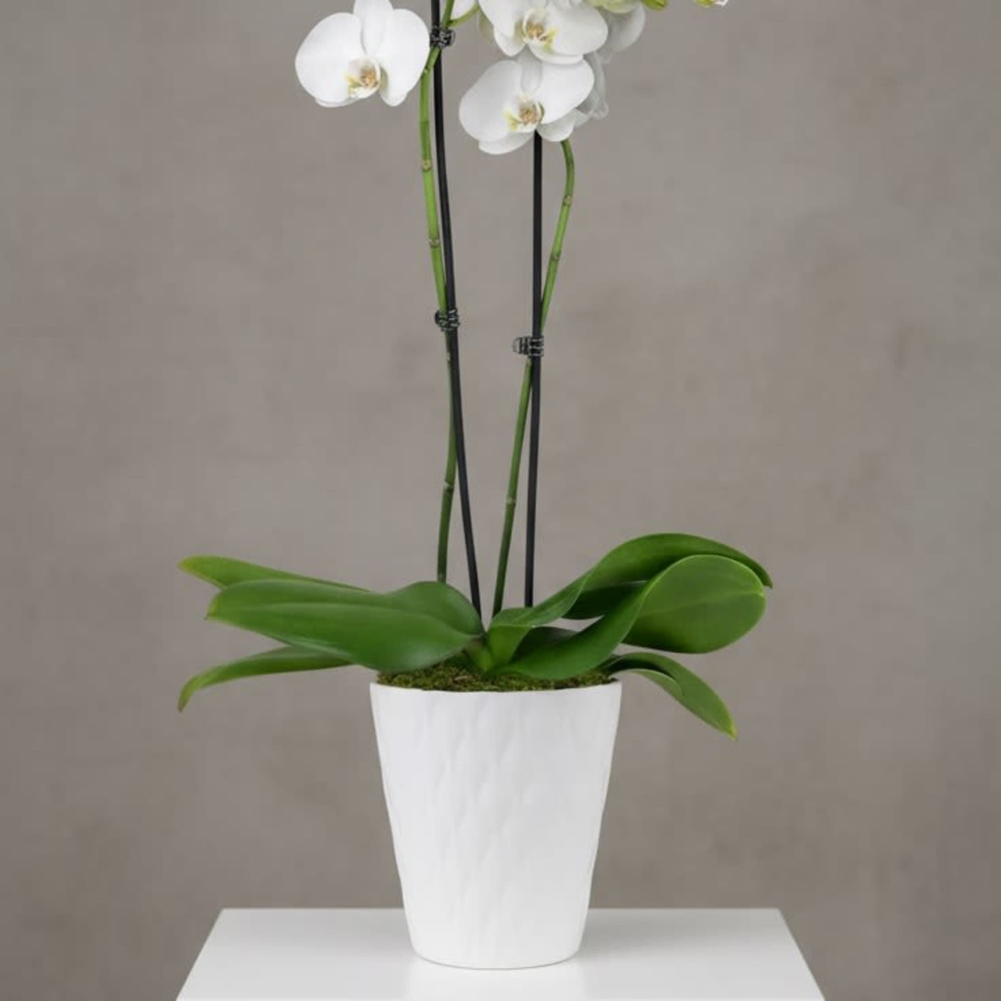 Elegant, long-lasting, and effortlessly beautiful, this potted orchid is a timeless gift