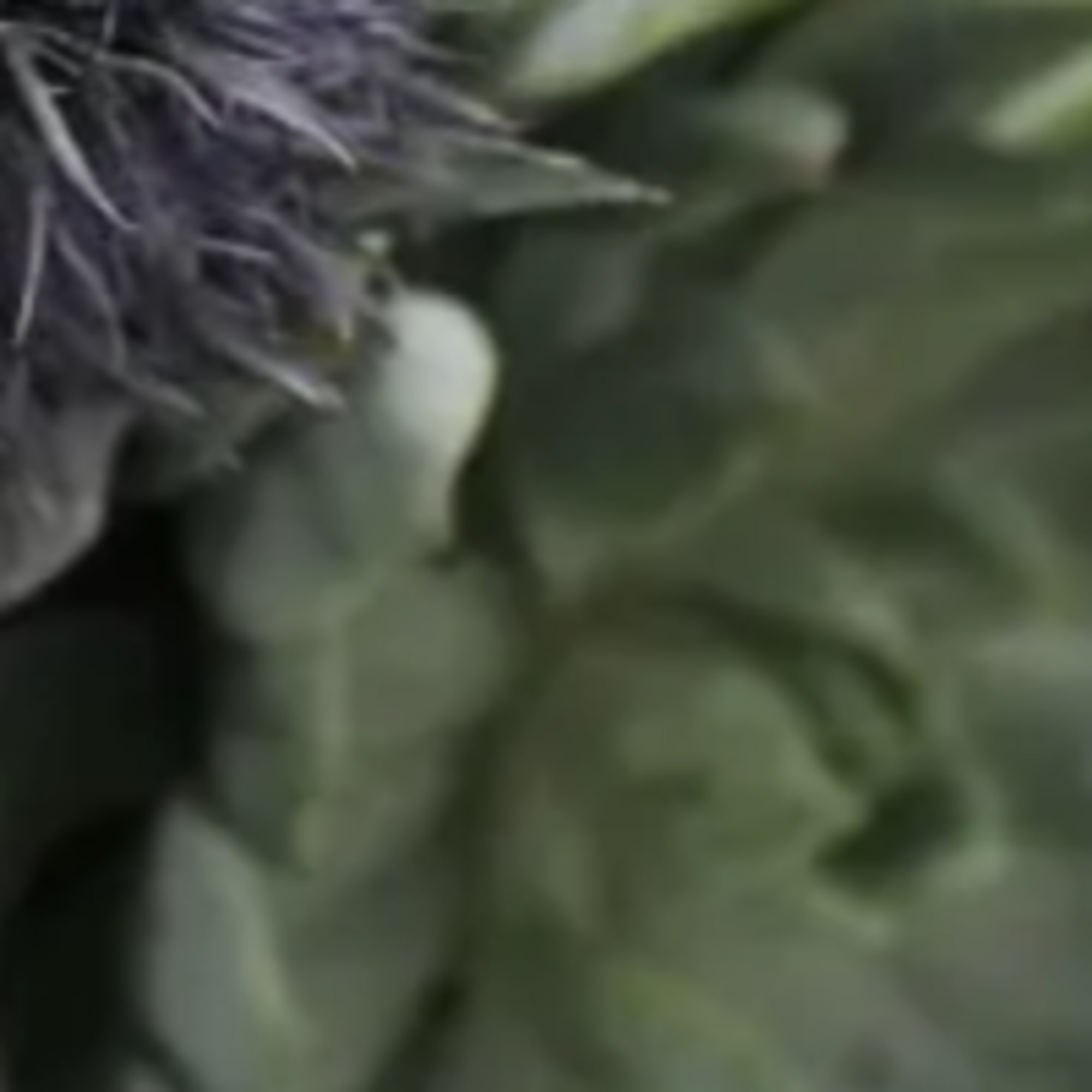  Fresh spring flowers with succulents tucked in .