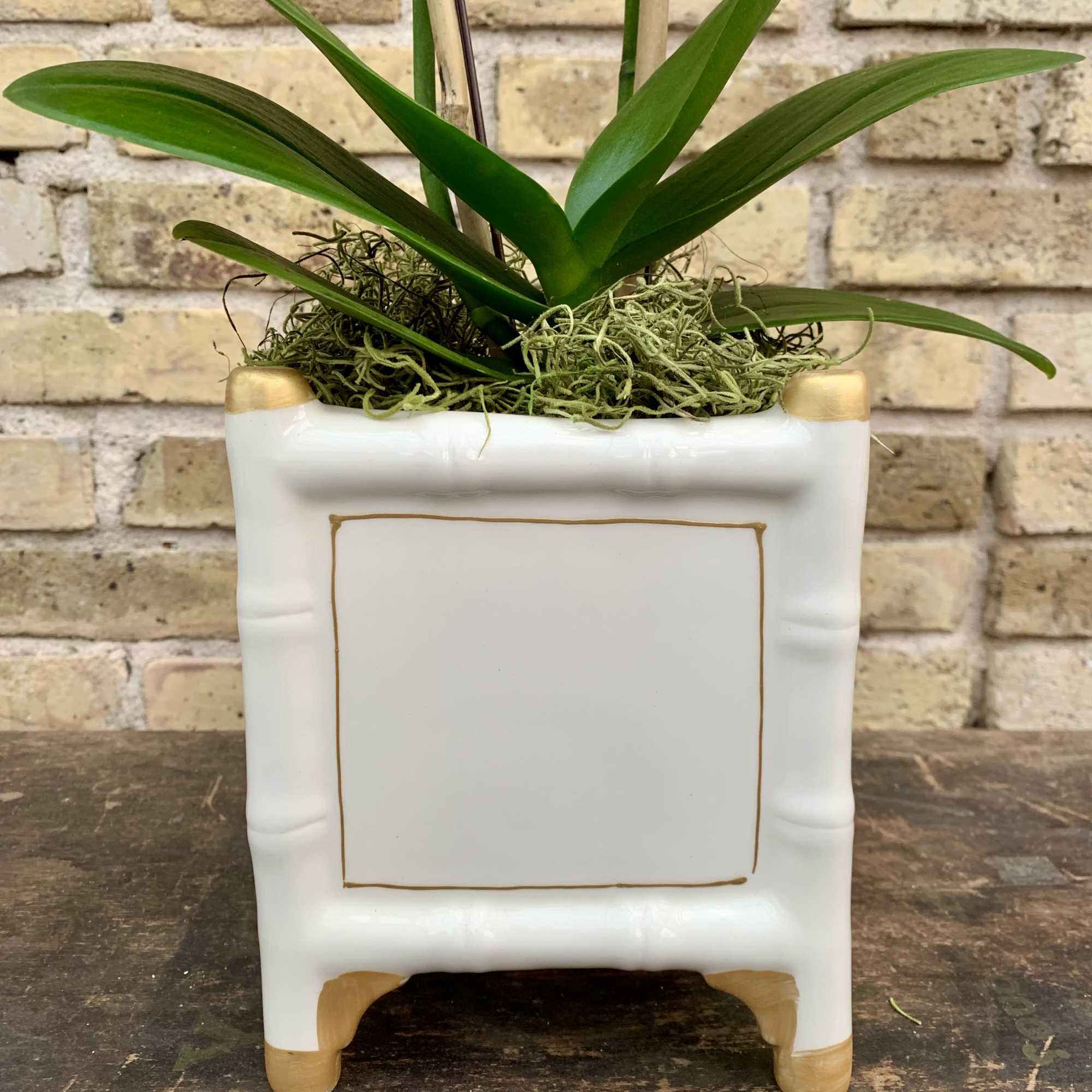 A Lovely 4" White Double Phalaenopsis Orchid Plant 
Set Into a White