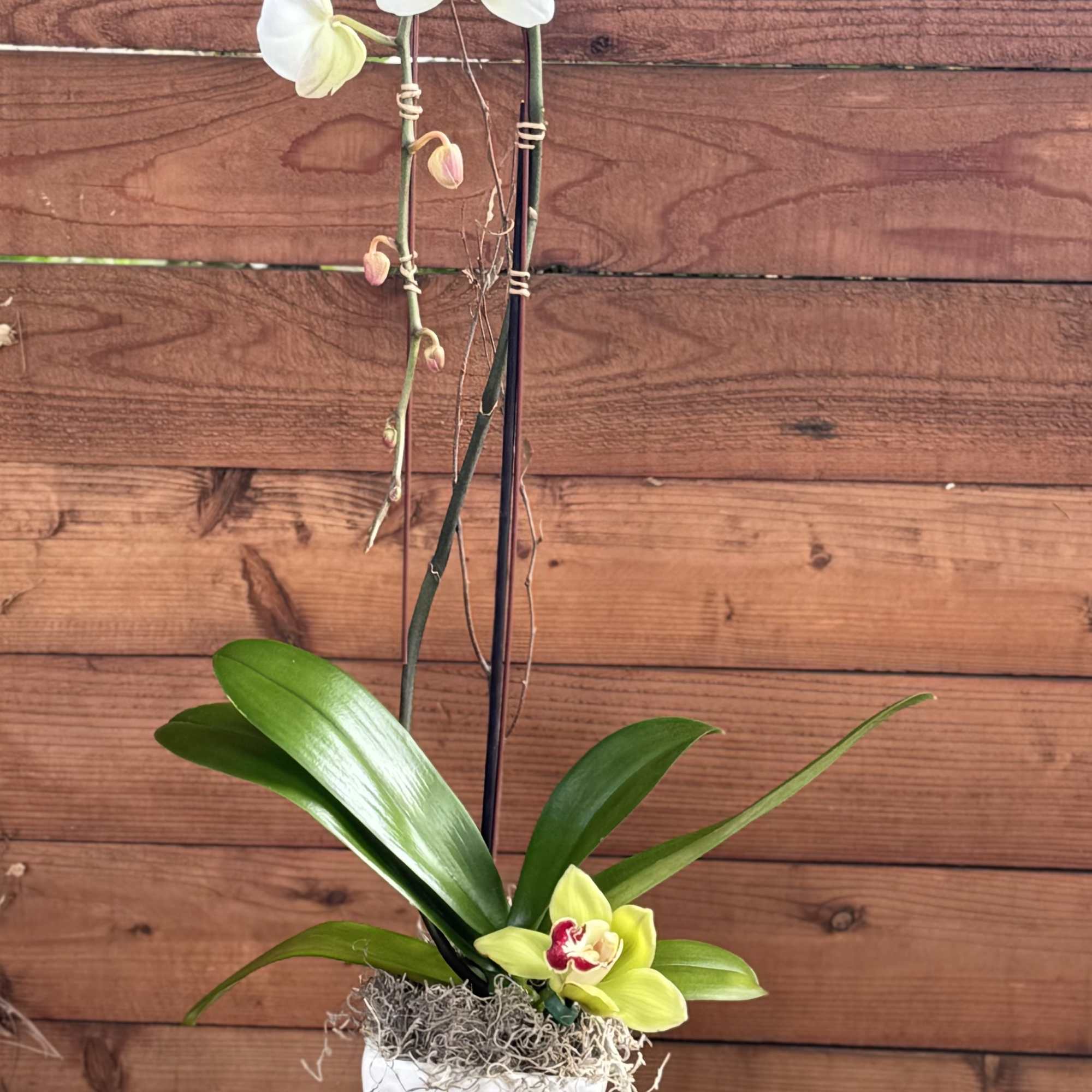 White Phaleonopsis Orchid with a cymbidium orchid accent
