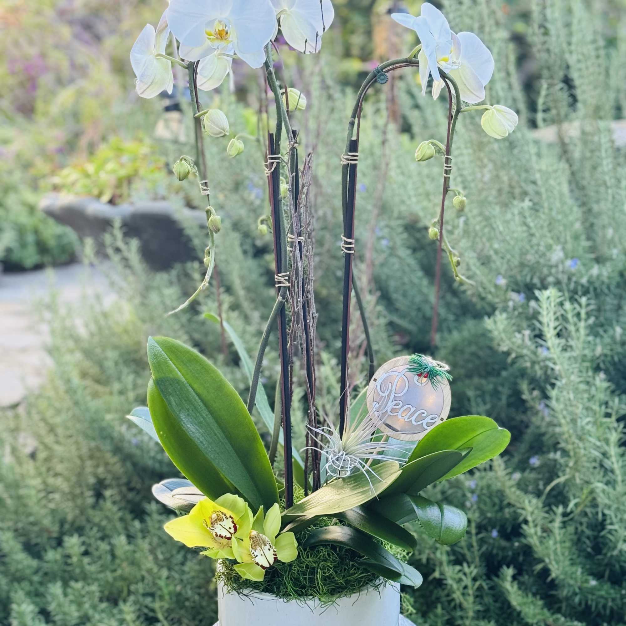White Phaleonopsis Orchid with a cymbidium orchid accent