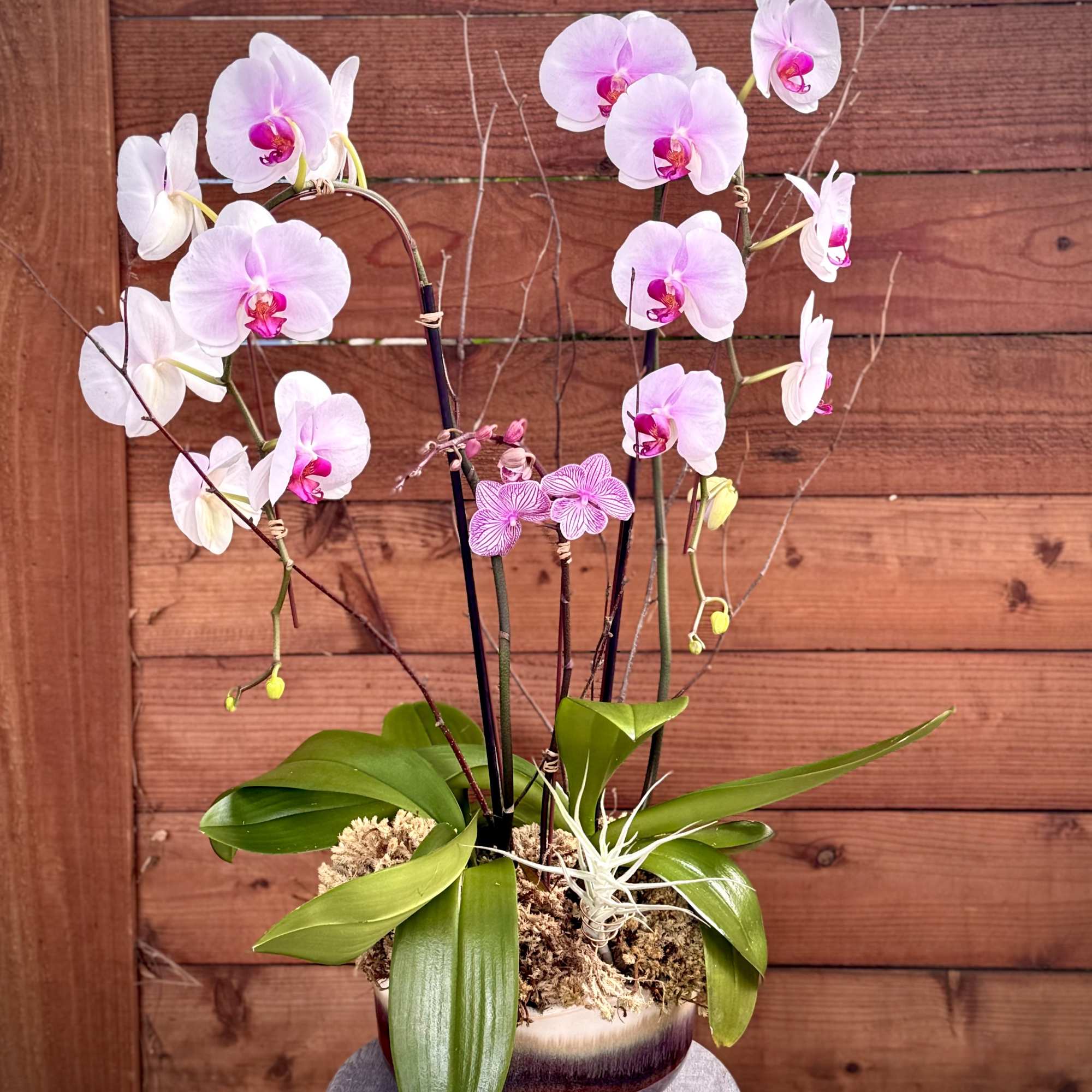 White Phaleonopsis Orchid with a cymbidium orchid accent