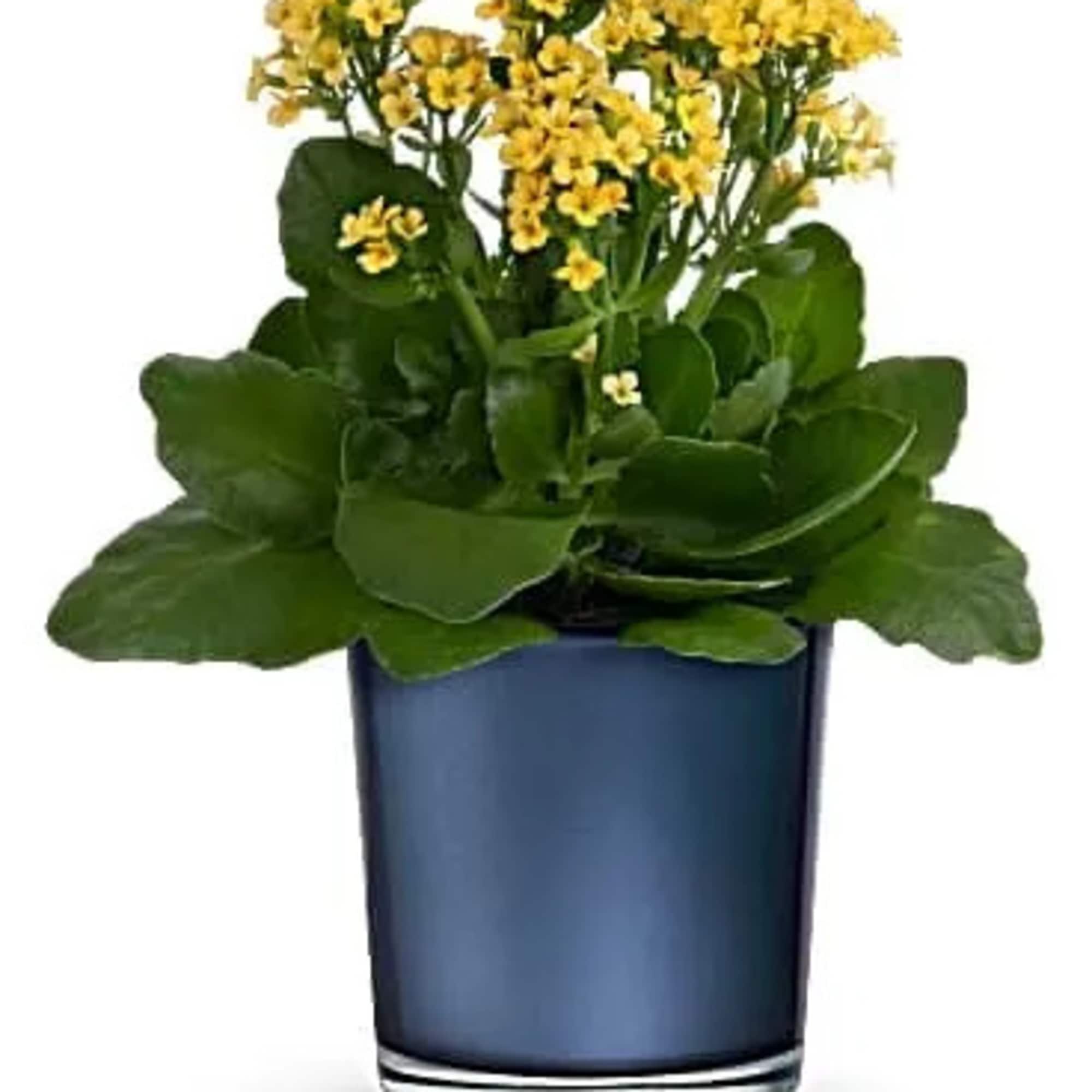 As enchanting as a sunny sky, this golden kalanchoe plant in a