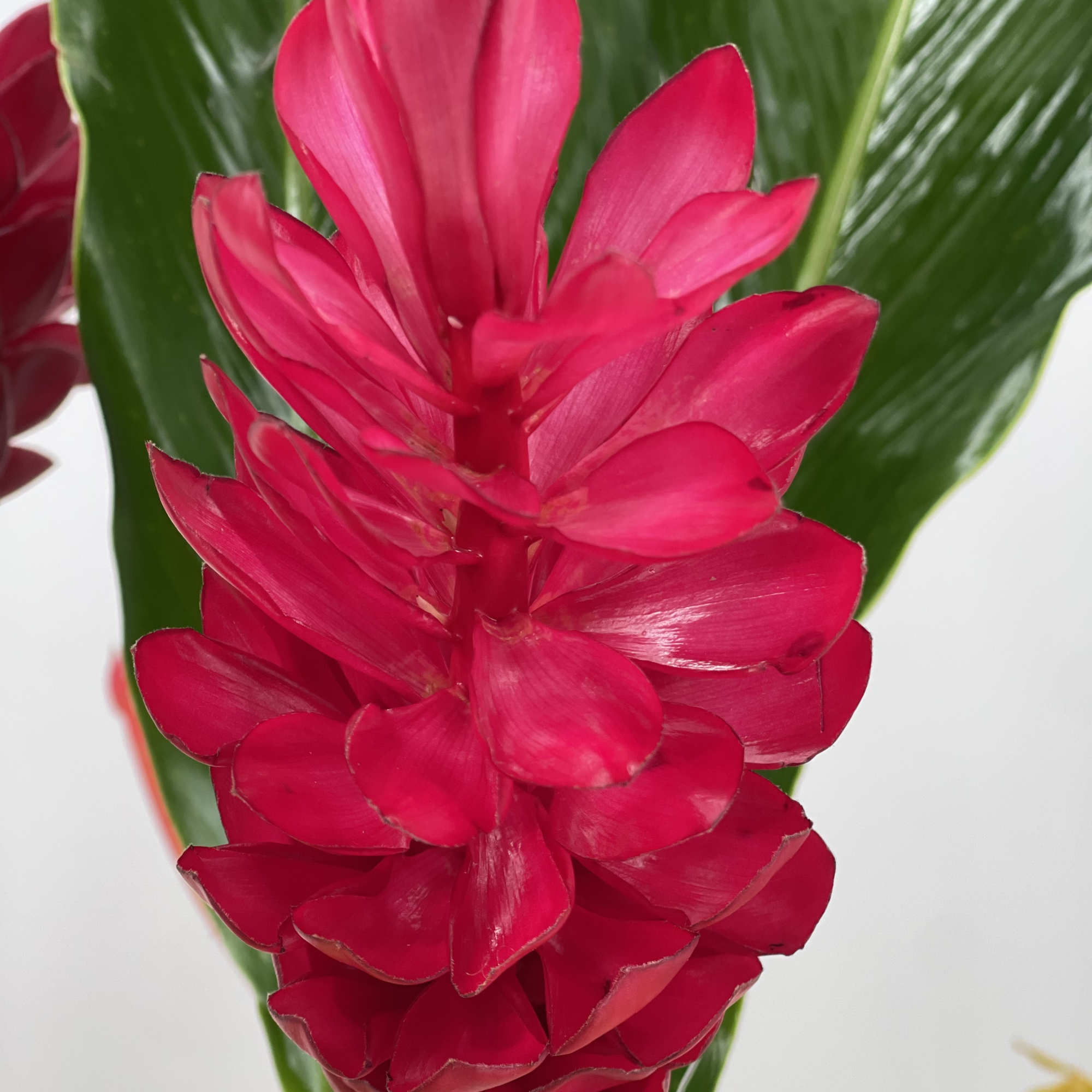 A luxury floral arrangement designed to impress for any occasion or events