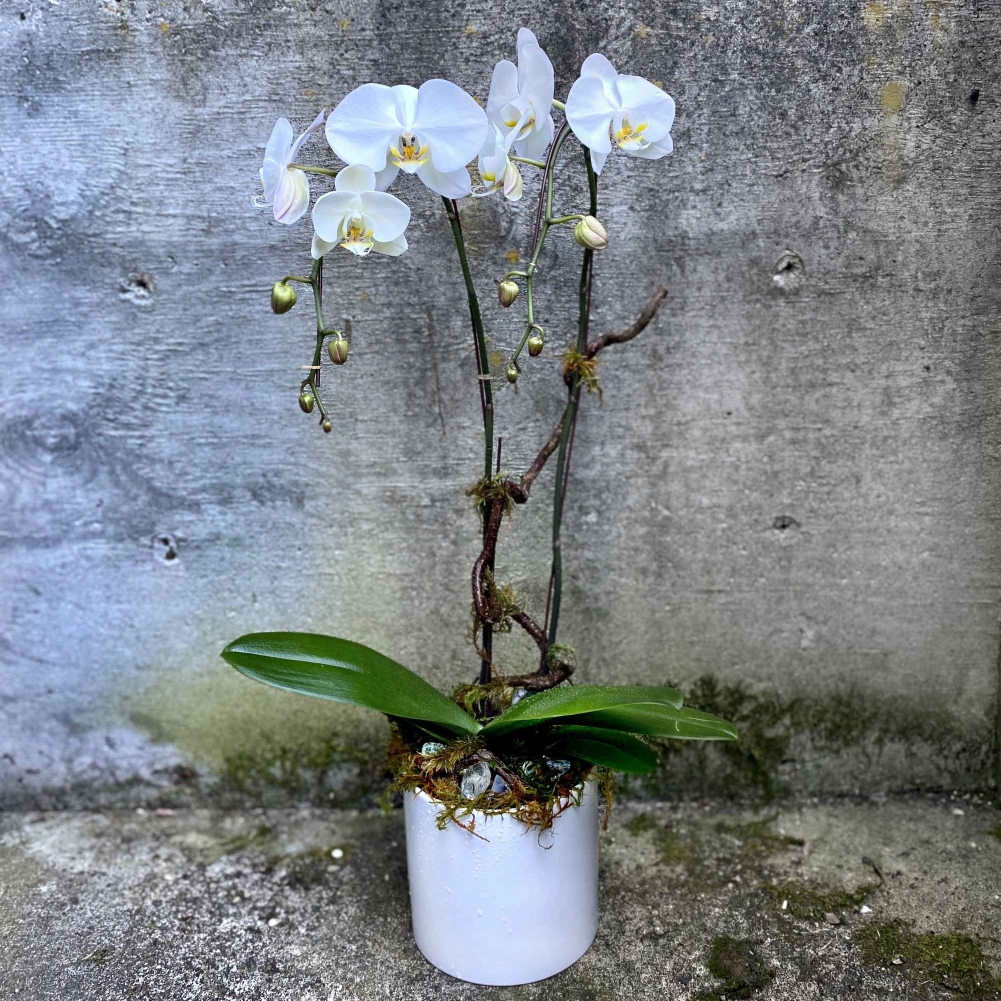 Please call or email us to place your order for a double-stem