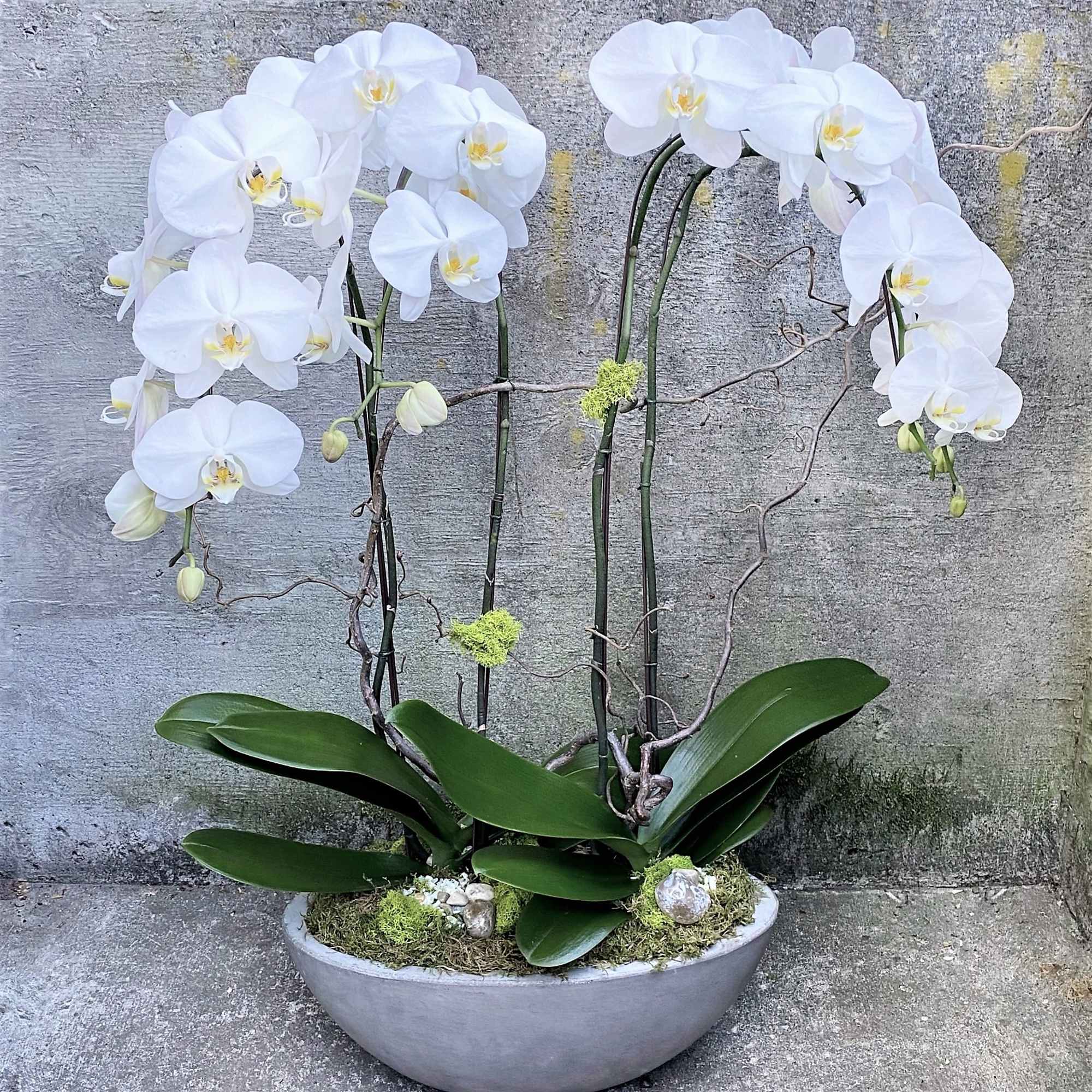 Please call or email us to place your order for a double-stem