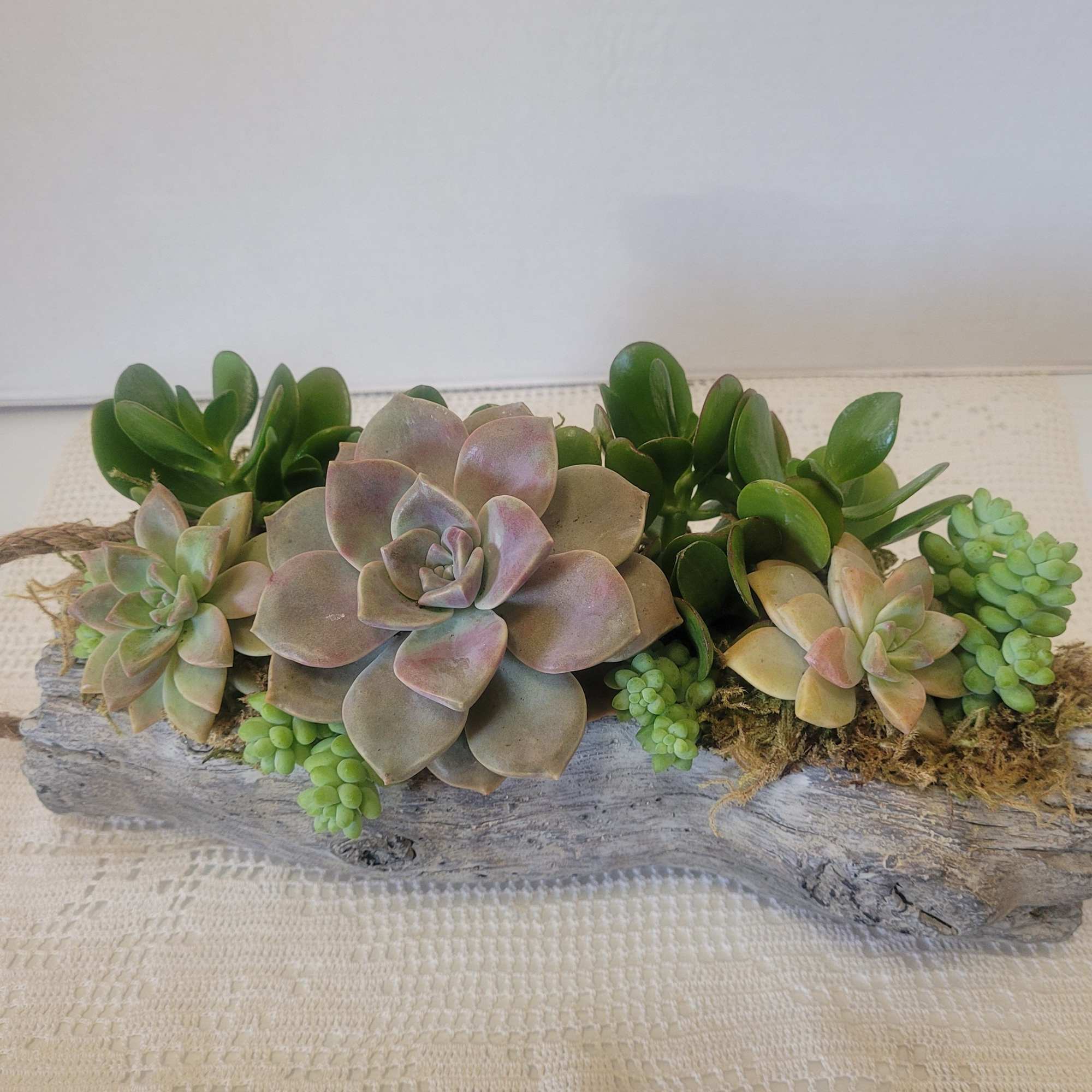 A mix of succulents in a unique container. It also hangs. This
