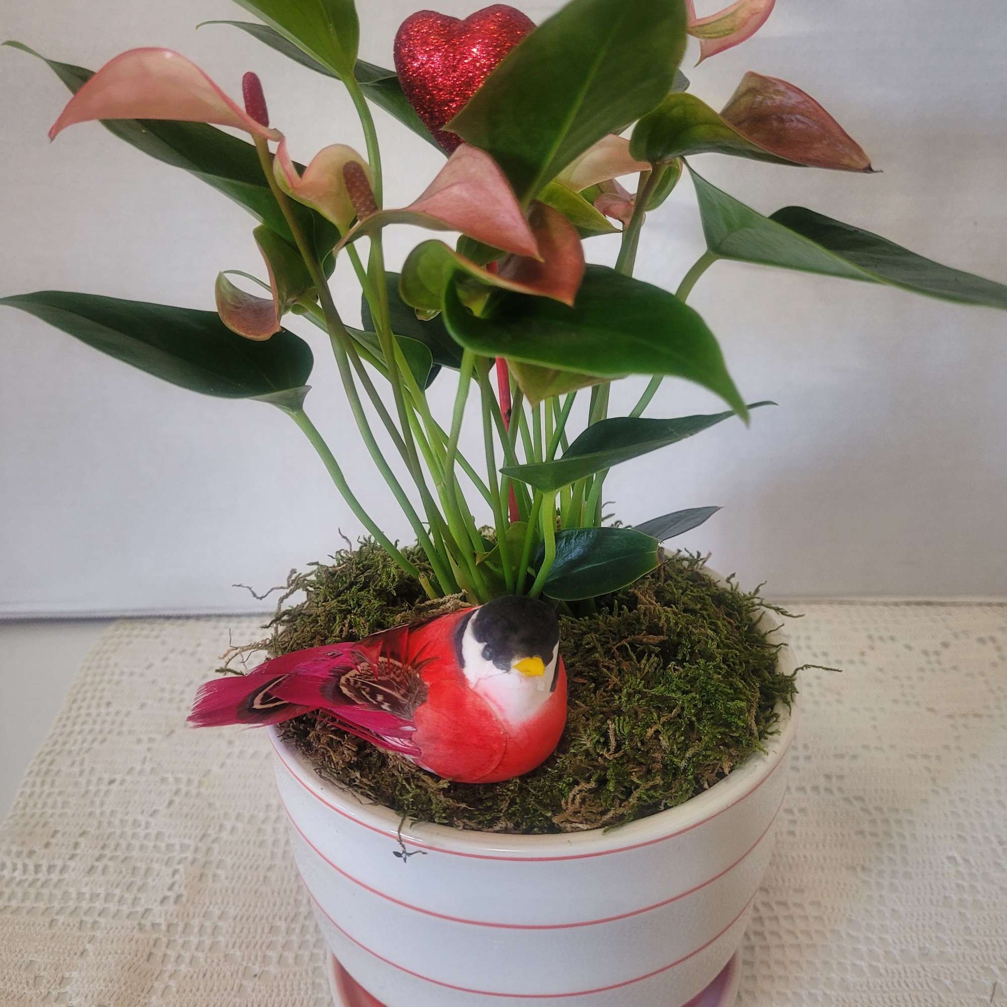 A delicate pink Anthurium in a ceramic container with saucer attached. A