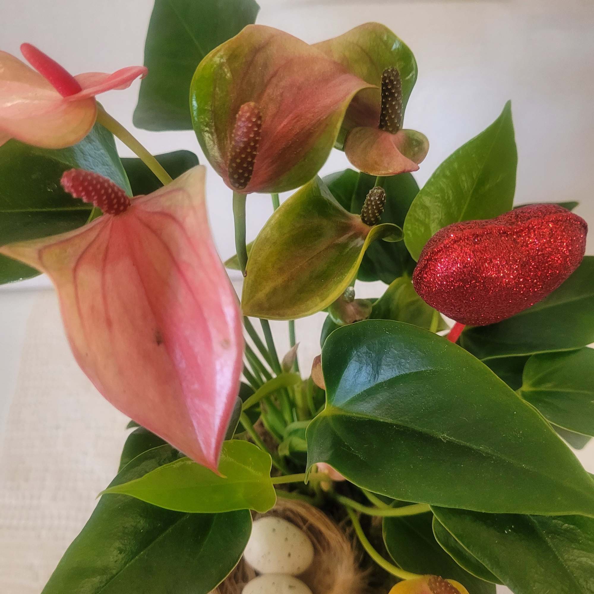 A delicate pink Anthurium planted in a versatile ceramic container with saucer.