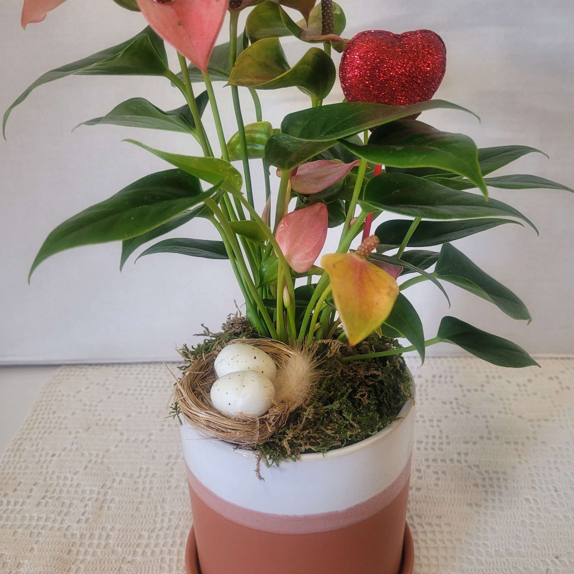 A delicate pink Anthurium planted in a versatile ceramic container with saucer.