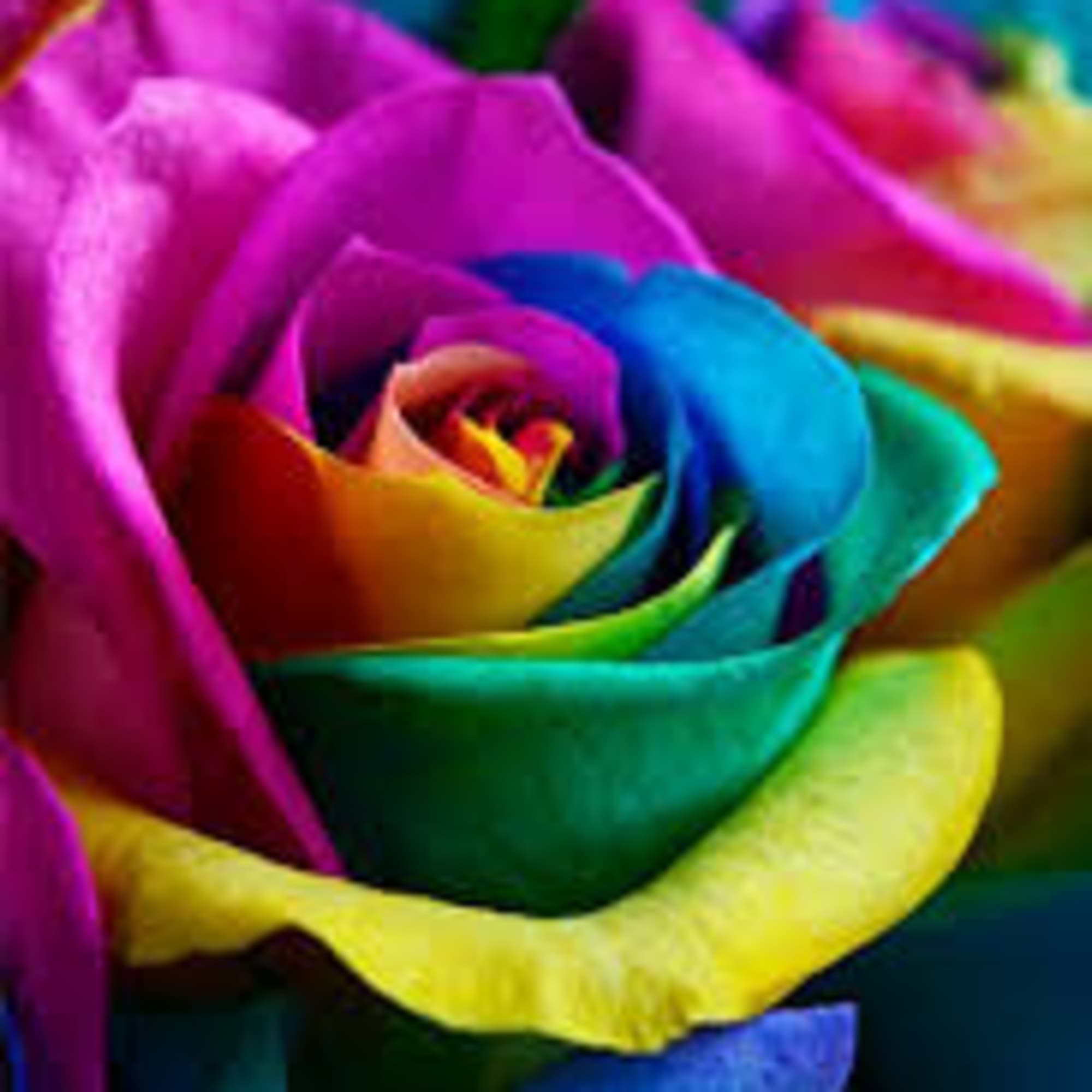 These fresh tinted roses are truly unique!
Amazing colors in an enchanting spiral.
Designed