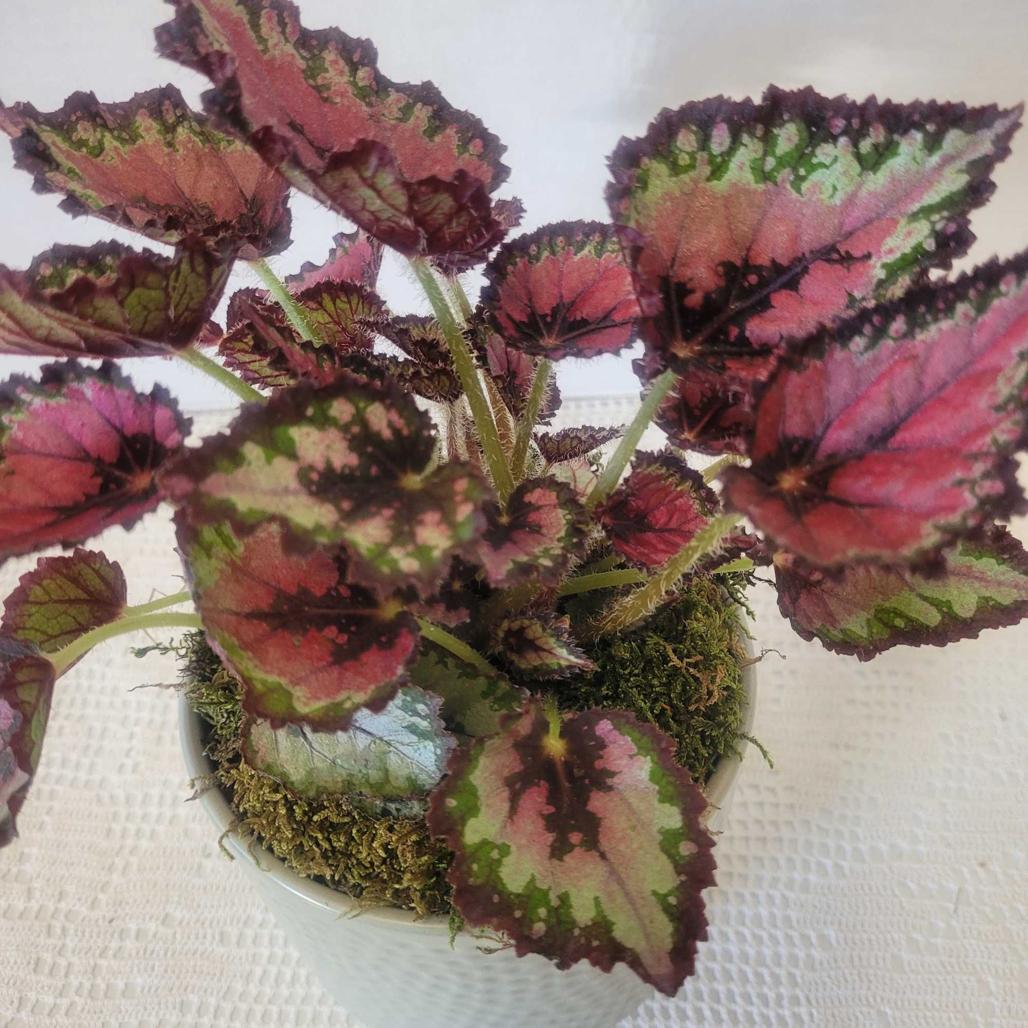 This "Mini Merry" Begonia is a reliable houseplant. It is prized for