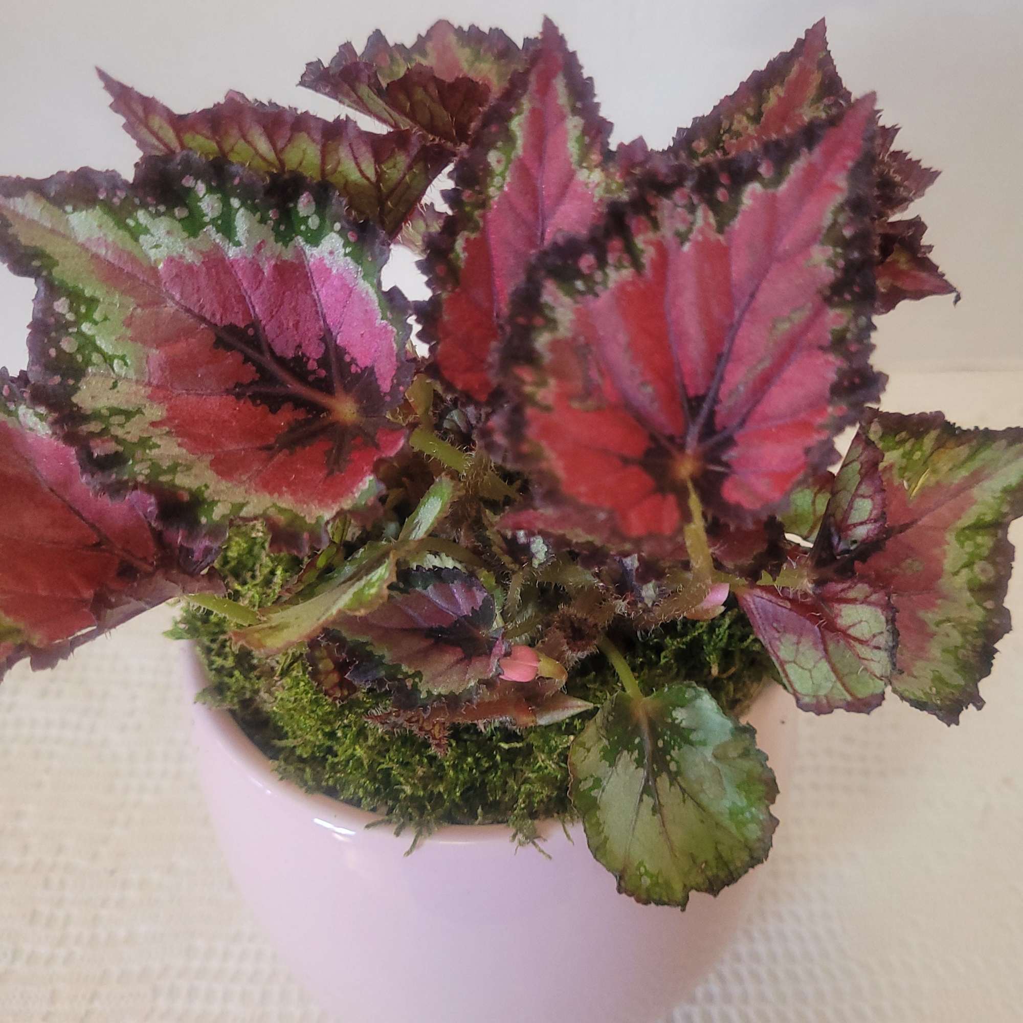 This "Mini Merry" Begonia is a reliable miniature with great leaf color.