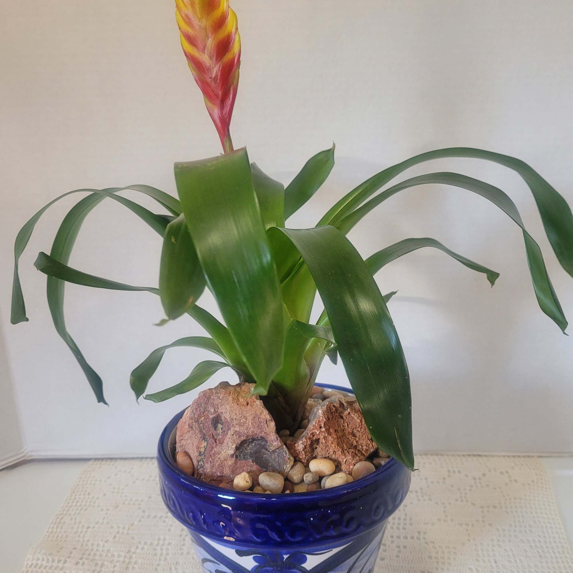 Tiger striped bloom planted in a Talavera blue and white container. Ideal