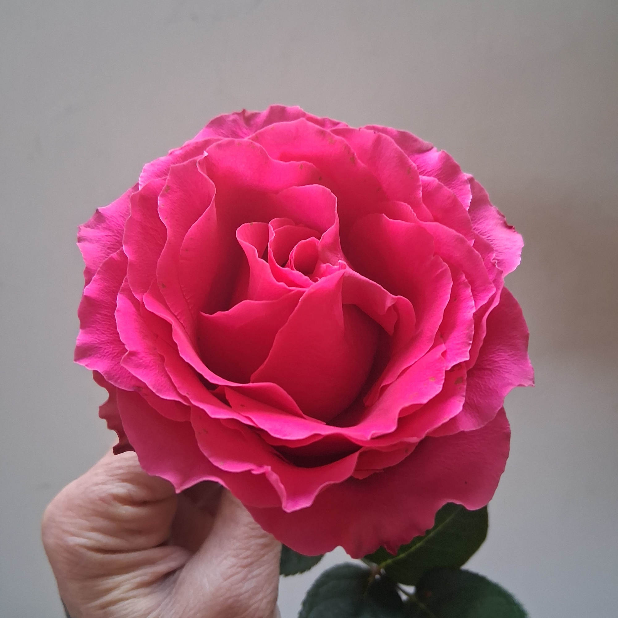 Beautiful single steam hot pink rose