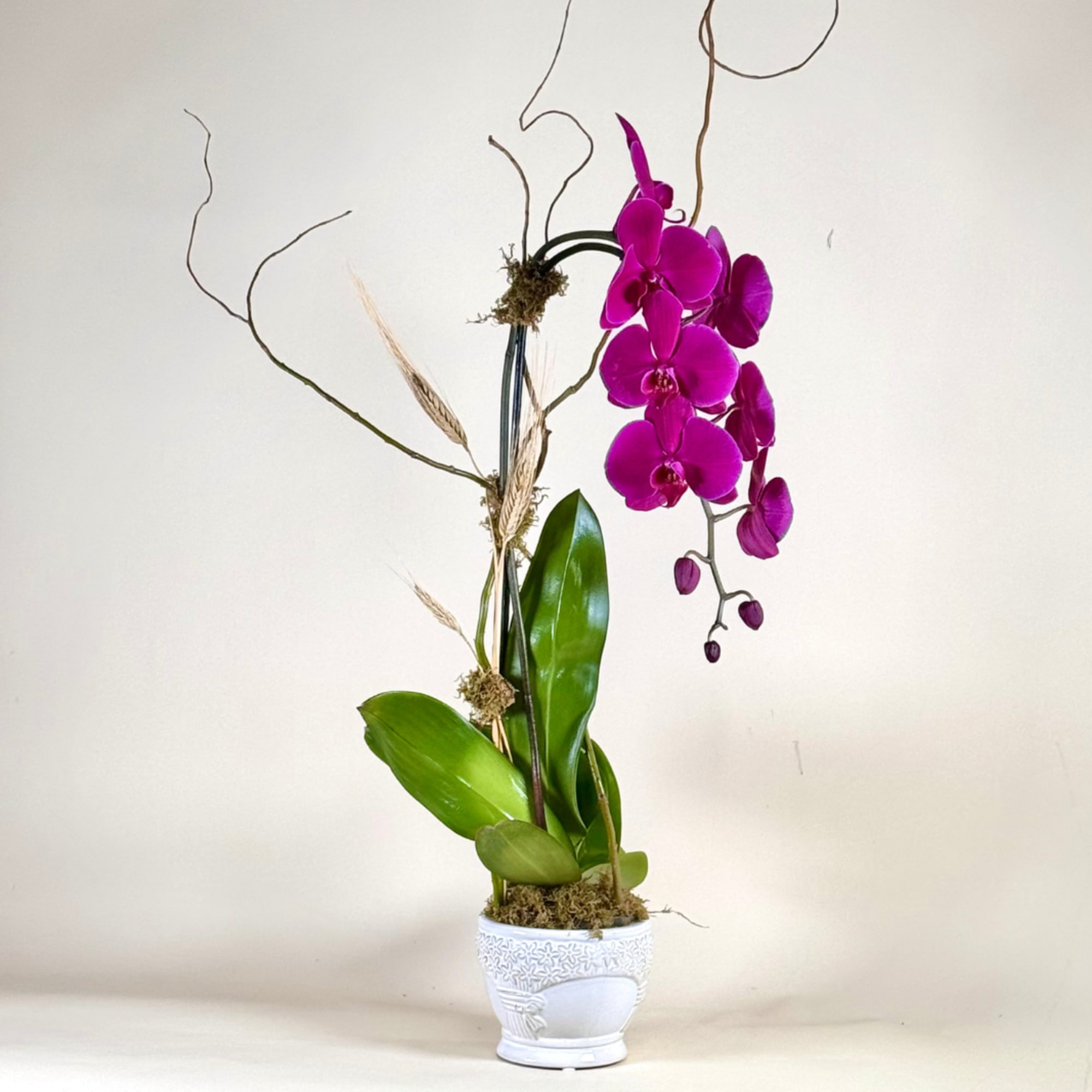 An elegant orchid arrangement designed to bring a touch of refined beauty