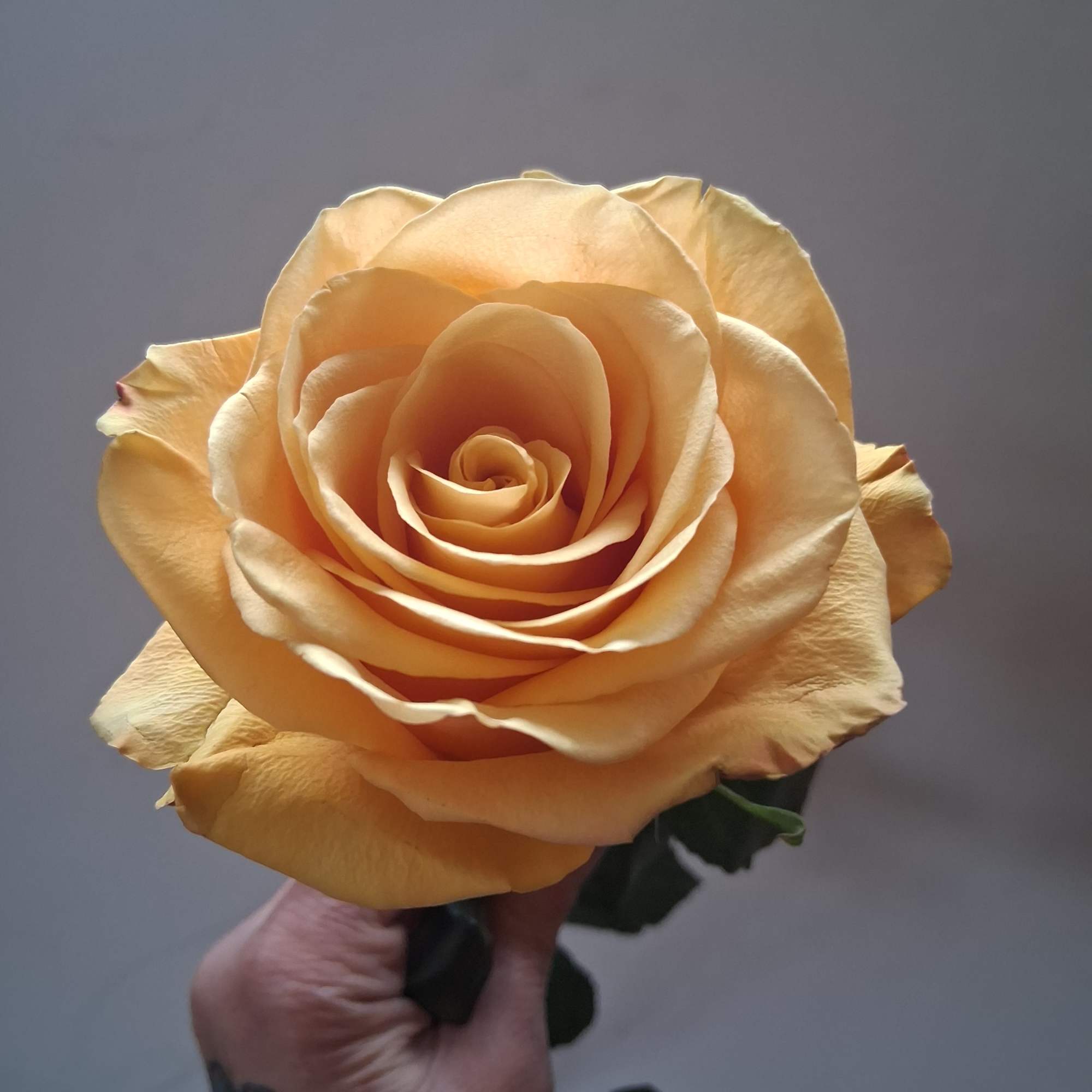 Beautiful single steam yellow rose
