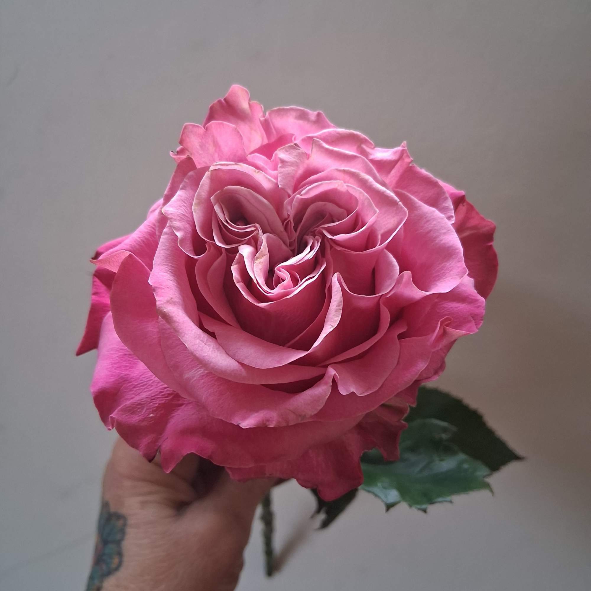 Beautiful single steam purple rose