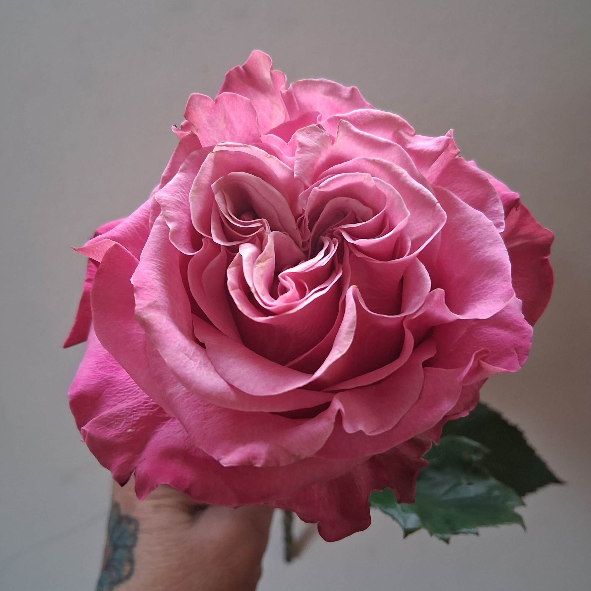 Beautiful single steam purple rose