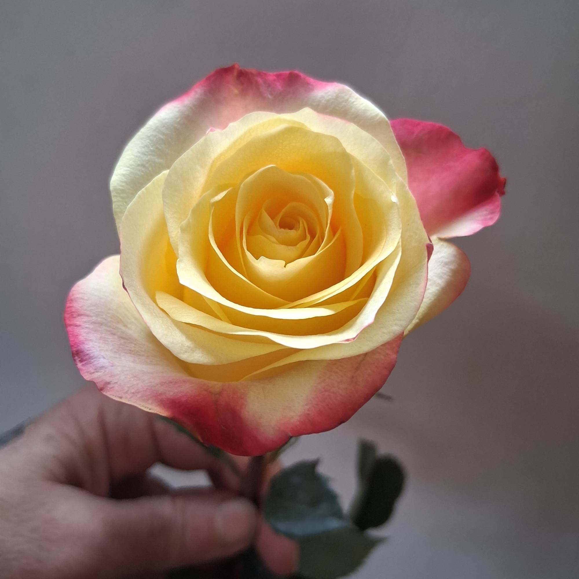 Beautiful single steam variegated yellow/ touch of red rose