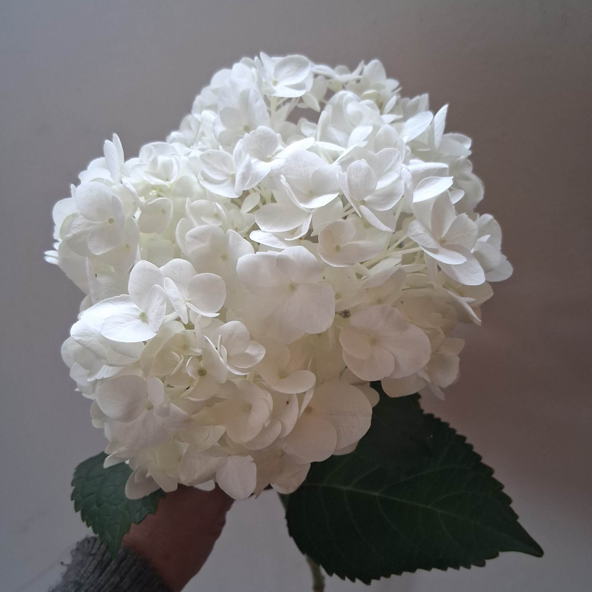 Beautiful large single steam white hydrangea