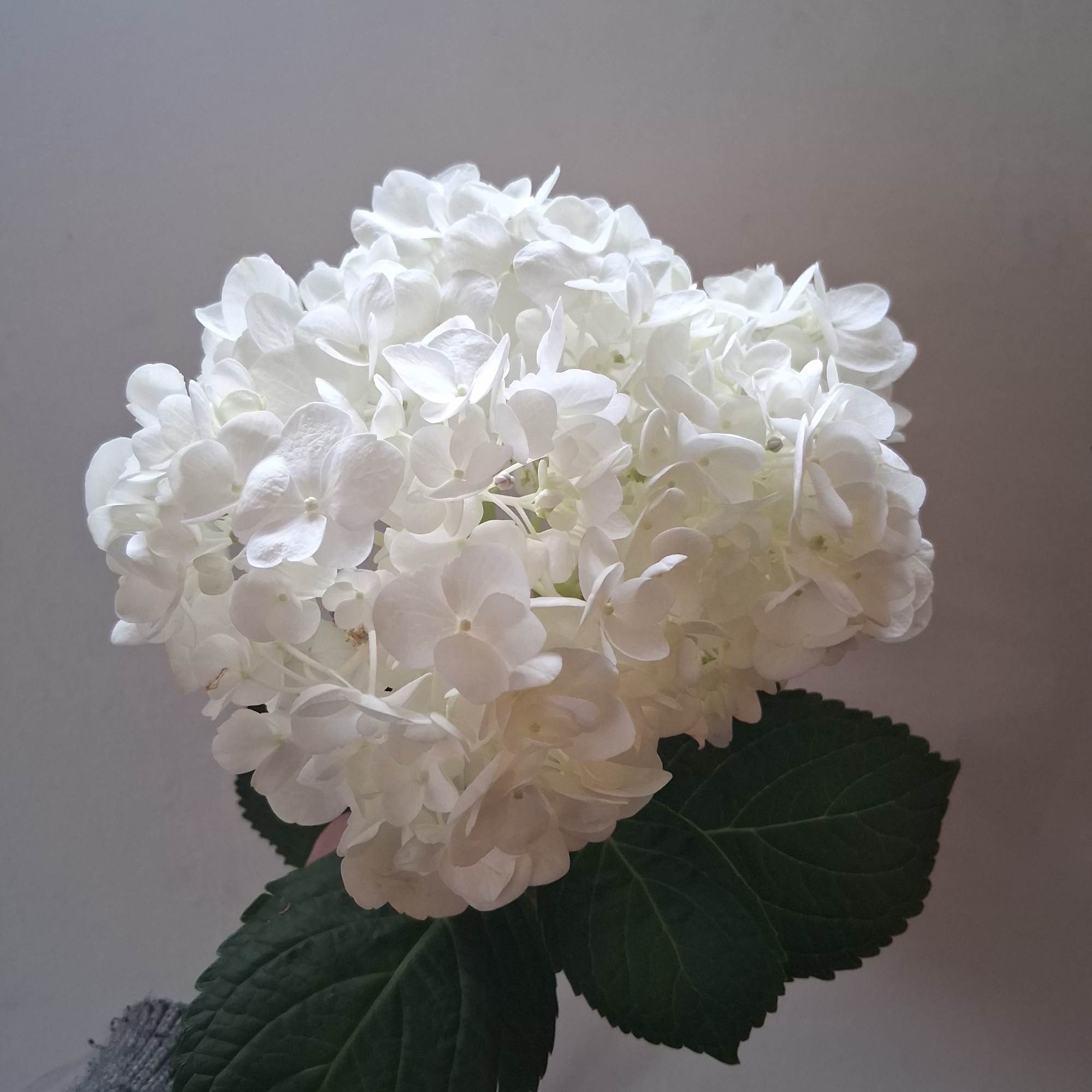 Beautiful large single steam white hydrangea