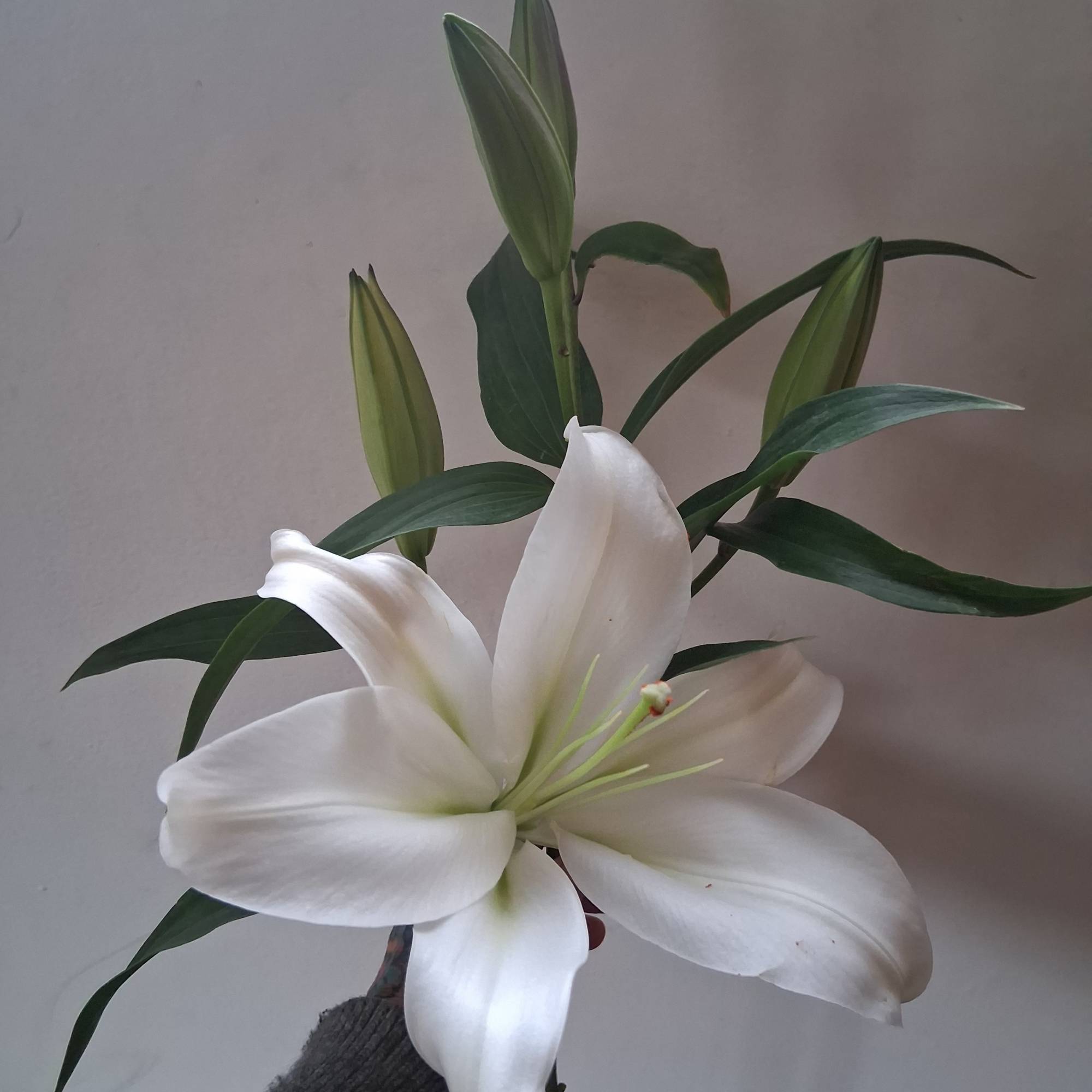 beautiful single steam white Oriental lily