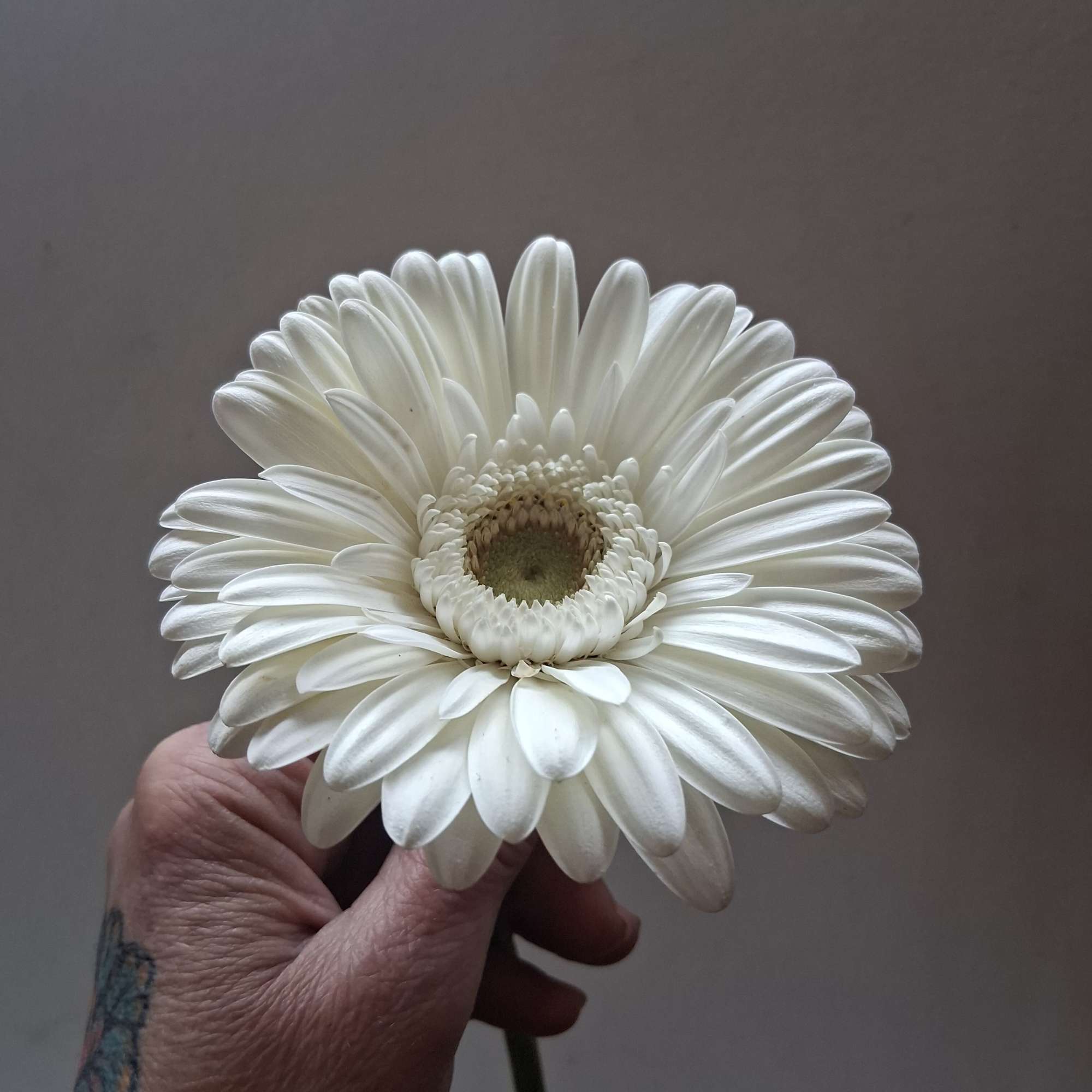 Beautiful single steam pure white gerbera daisy