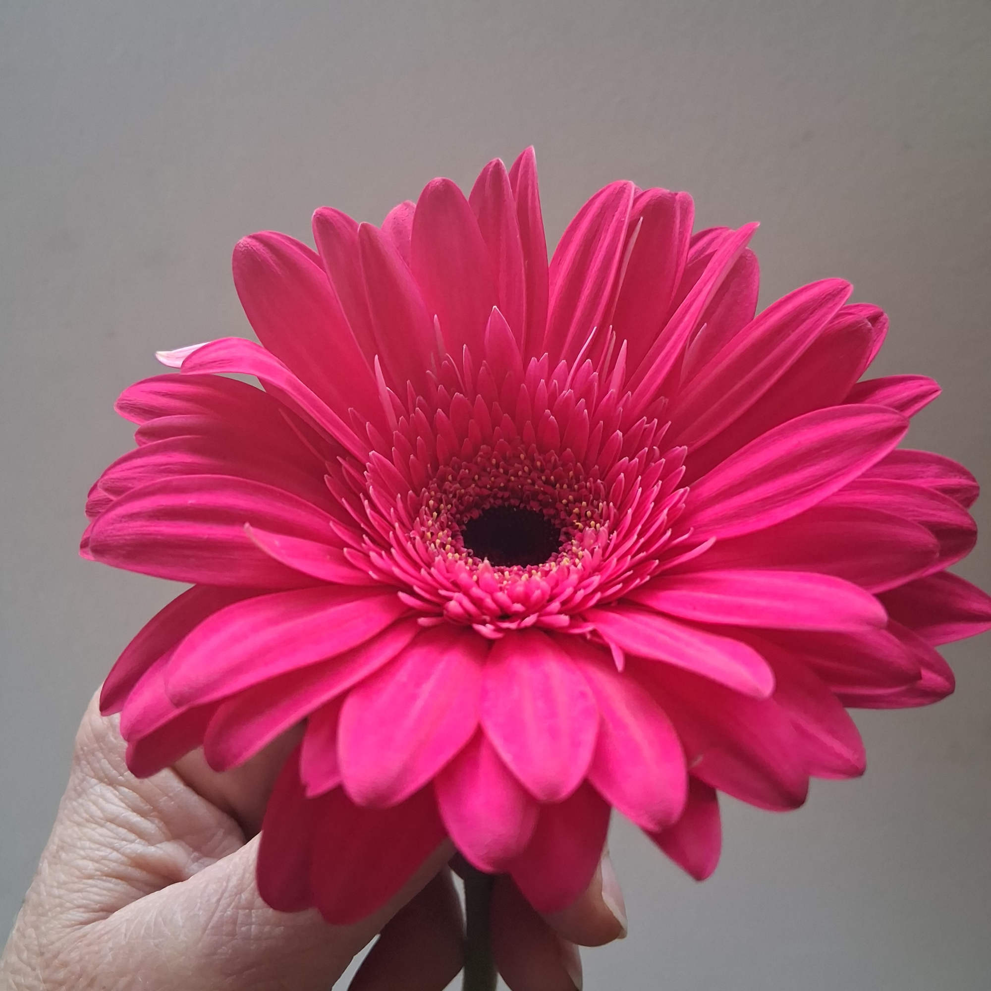 Beautiful single steam hot pink gerbera daisy