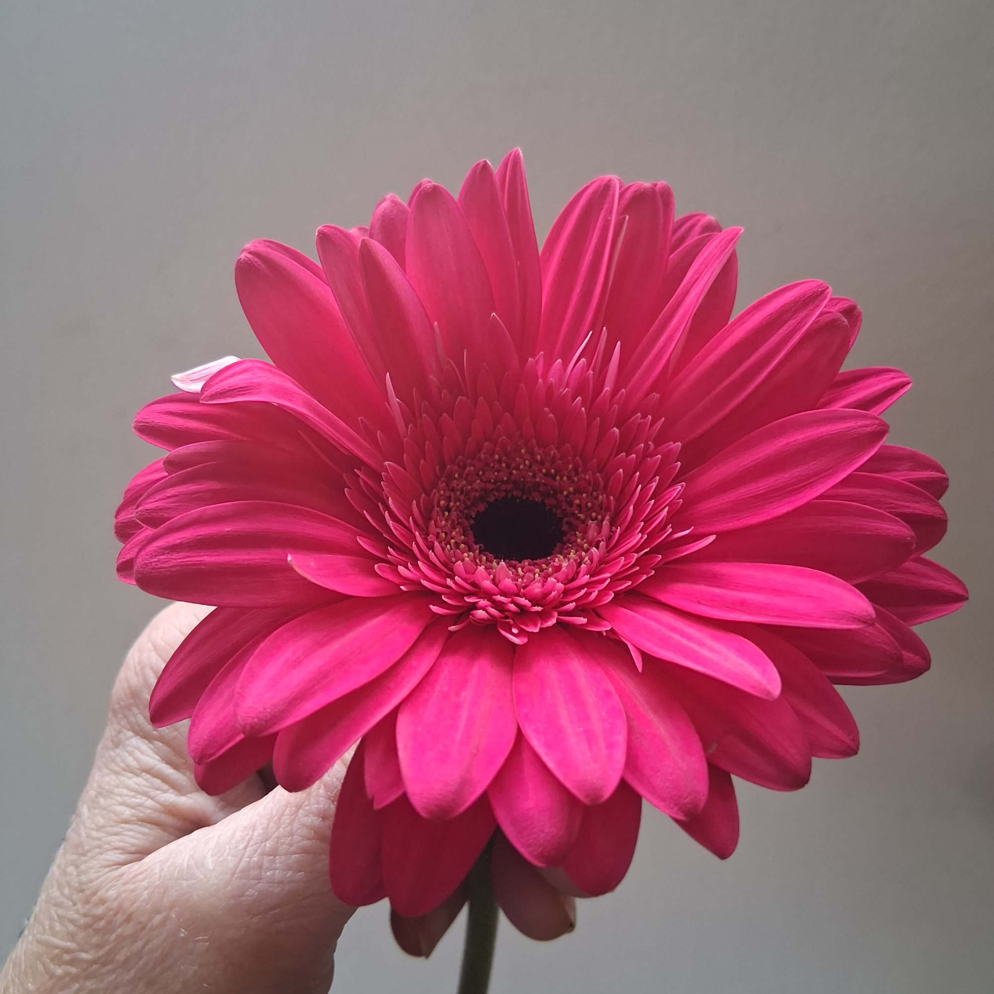 Beautiful single steam hot pink gerbera daisy