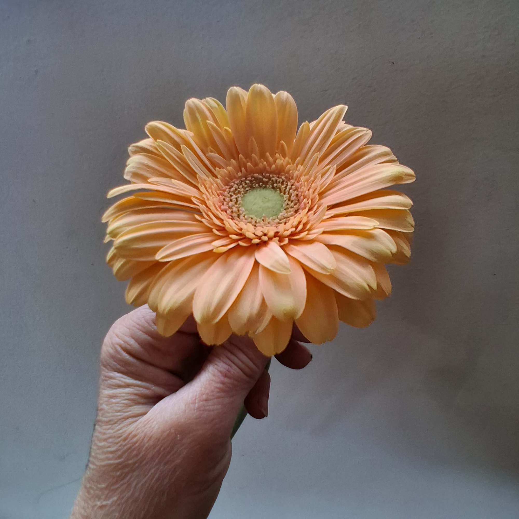 Beautiful single steam peach gerbera daisy