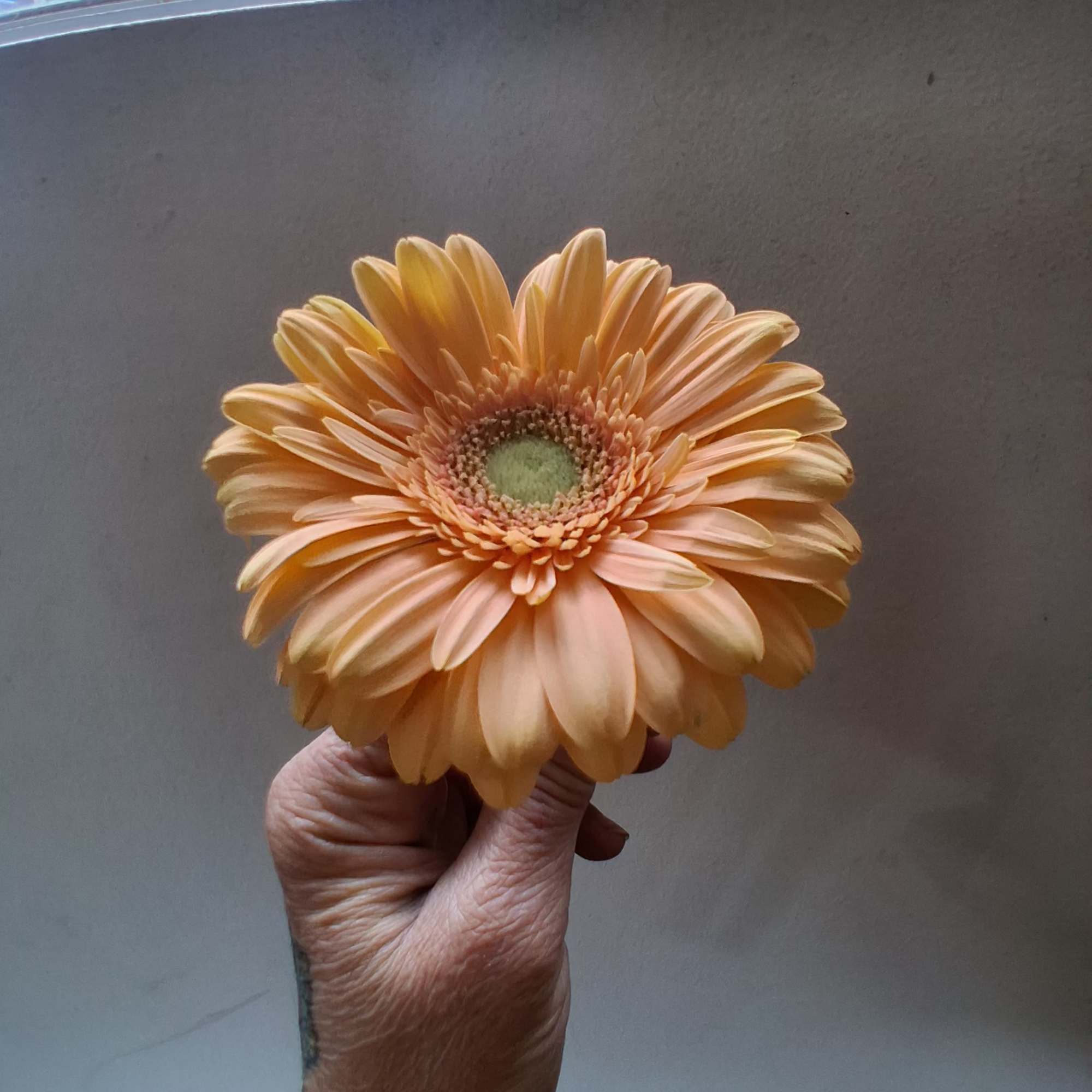 Beautiful single steam peach gerbera daisy