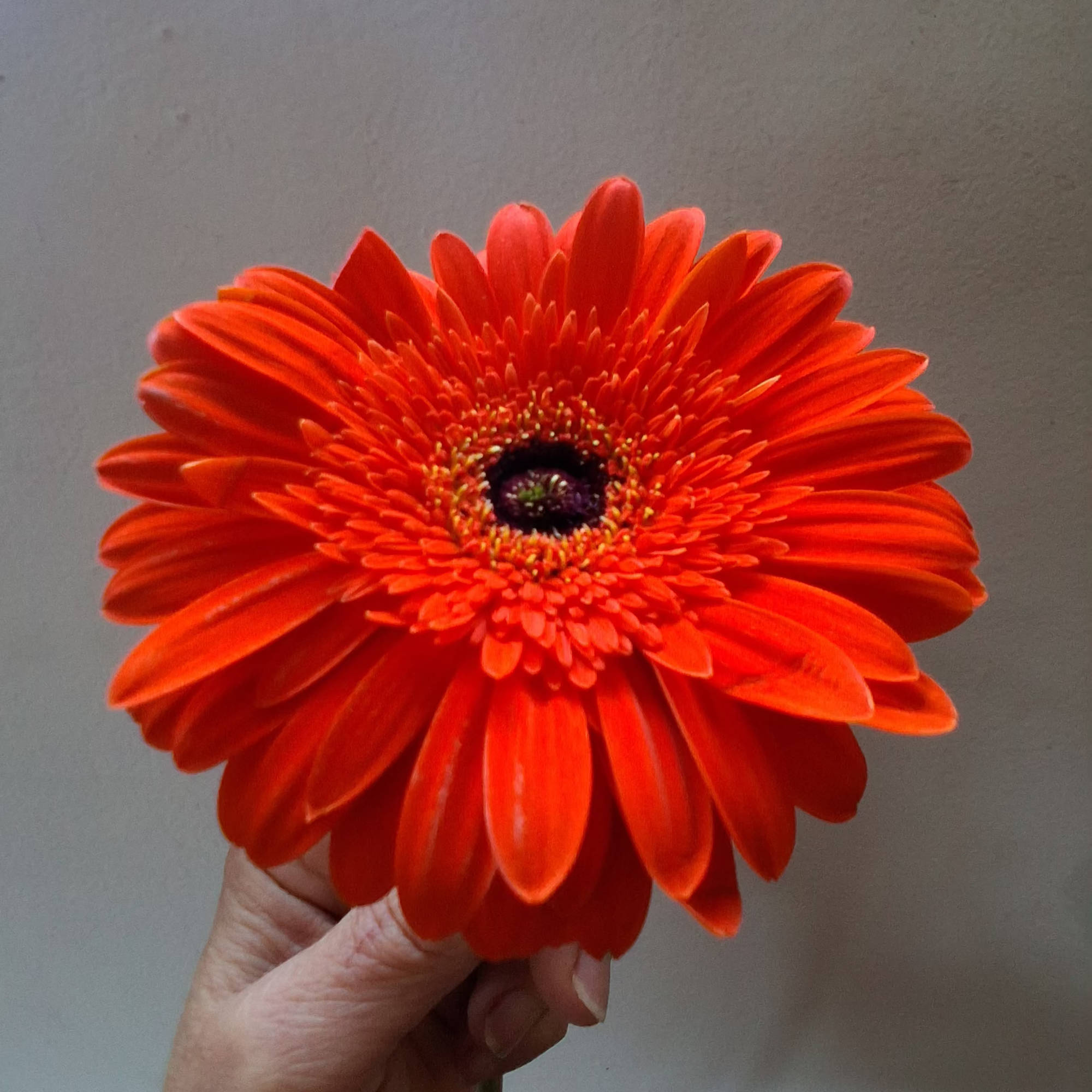 Beautiful single steam orange gerbera daisy