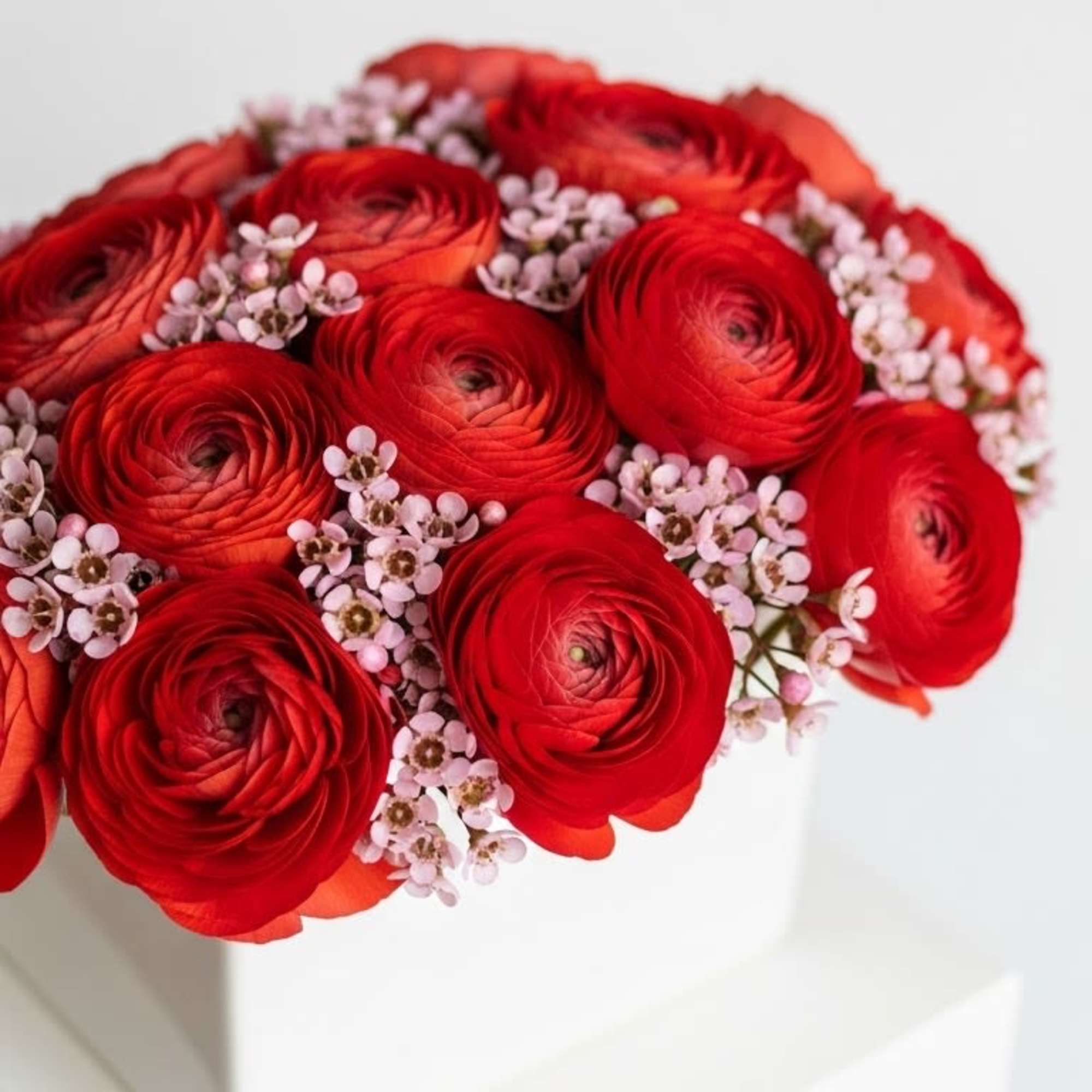 Ranunculus and pink accents tightly in a white ceramic. Stunning and beautiful