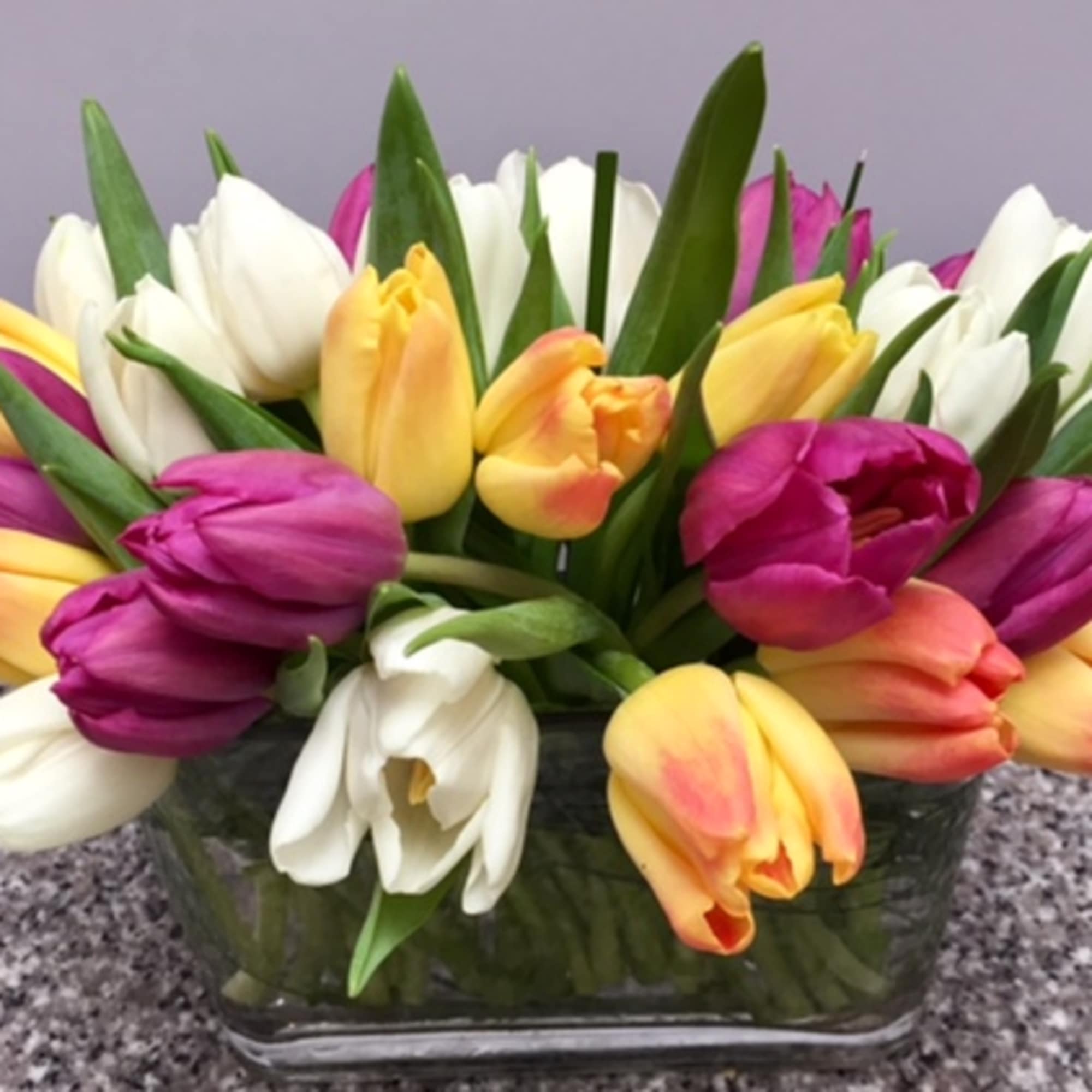 A gathering of 2 dozen tulips in the colors of the season