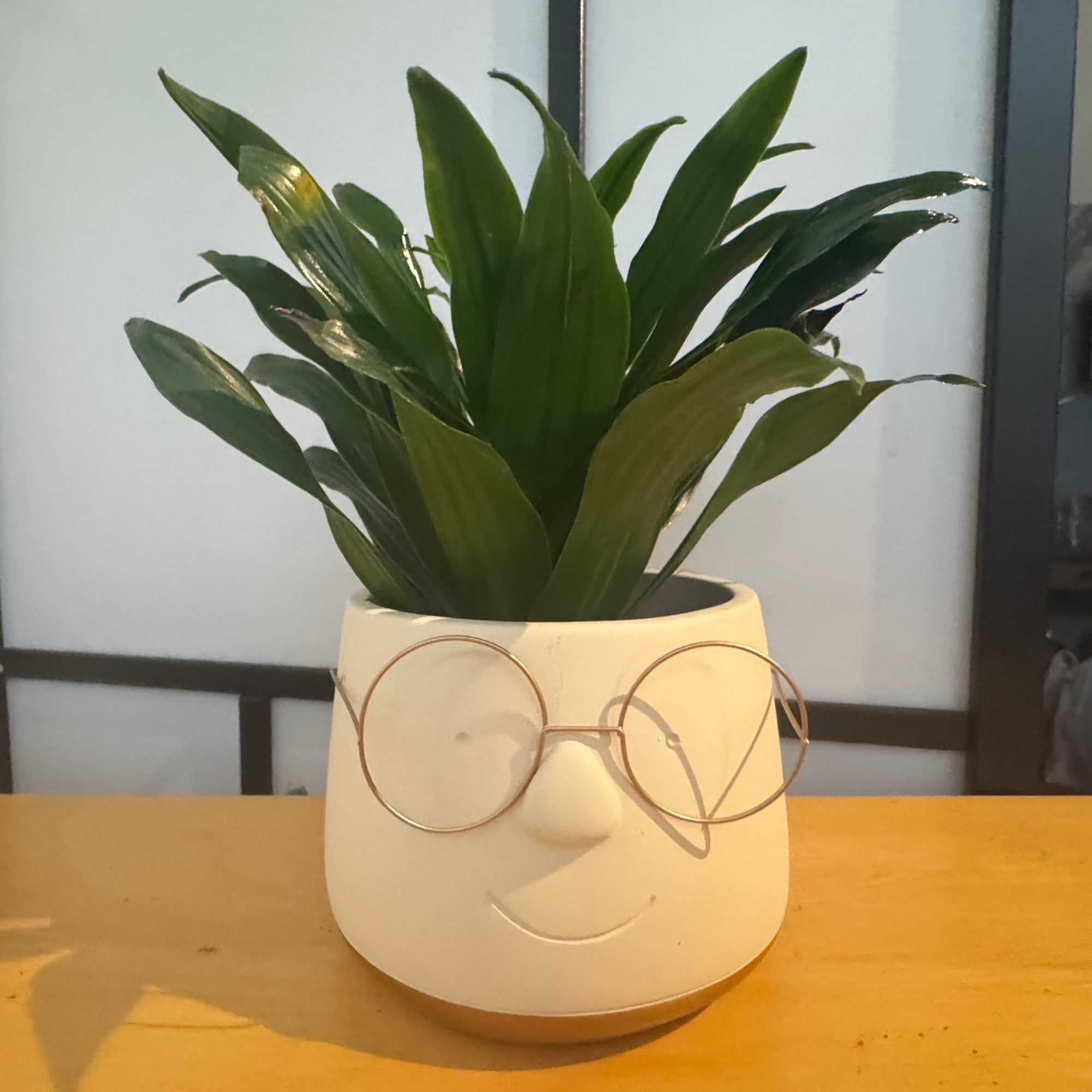 Celebrate Valentine&rsquo;s Day with meaningful green plants that symbolize lasting love and