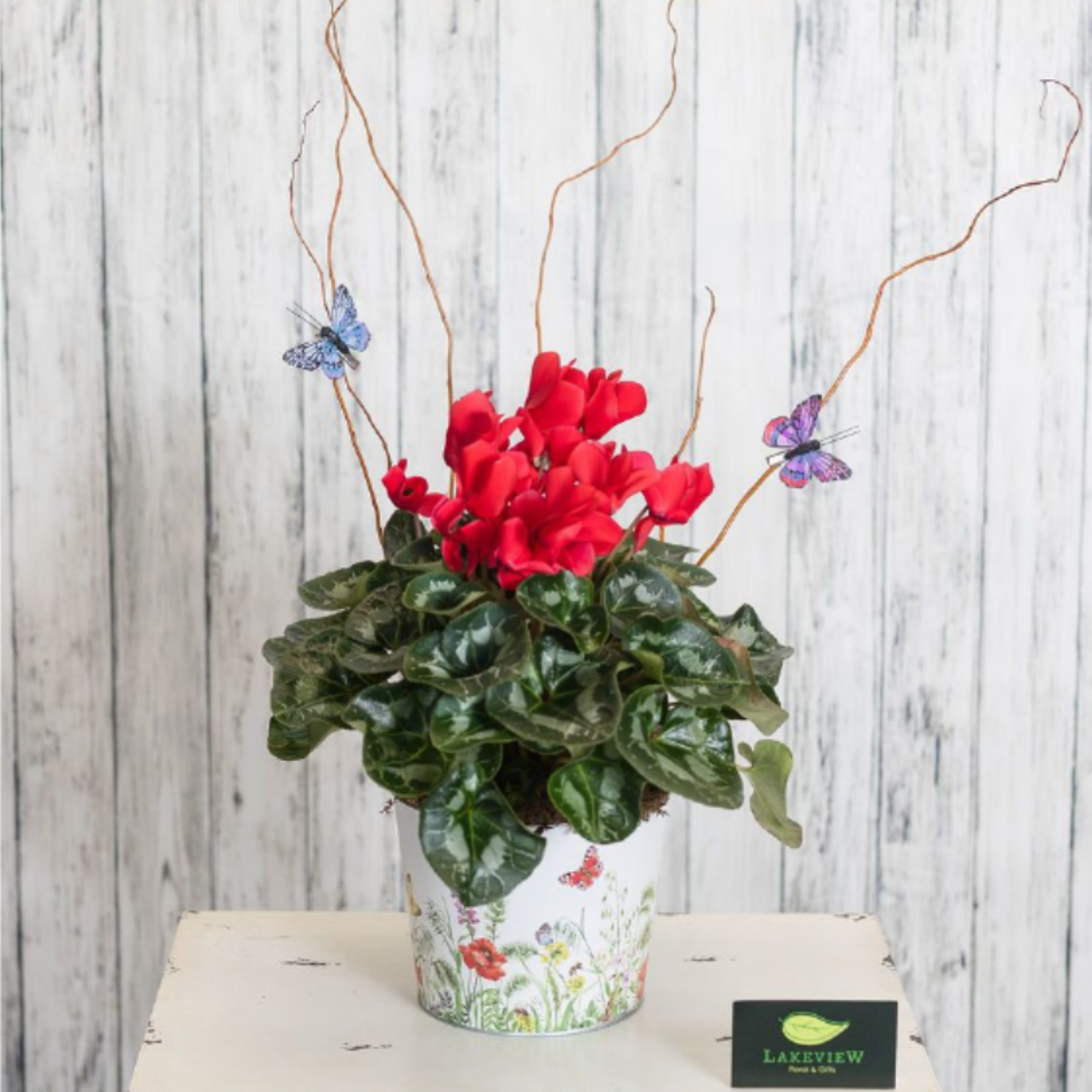 A beautiful cyclamen plant is presented in a wildflower container with butterflies