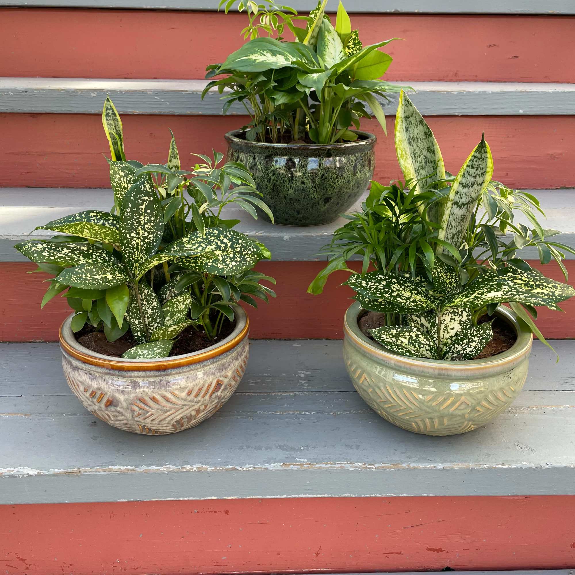 DELUXE SIZE PICTURED. A lovely assortment of low maintenance house plants in